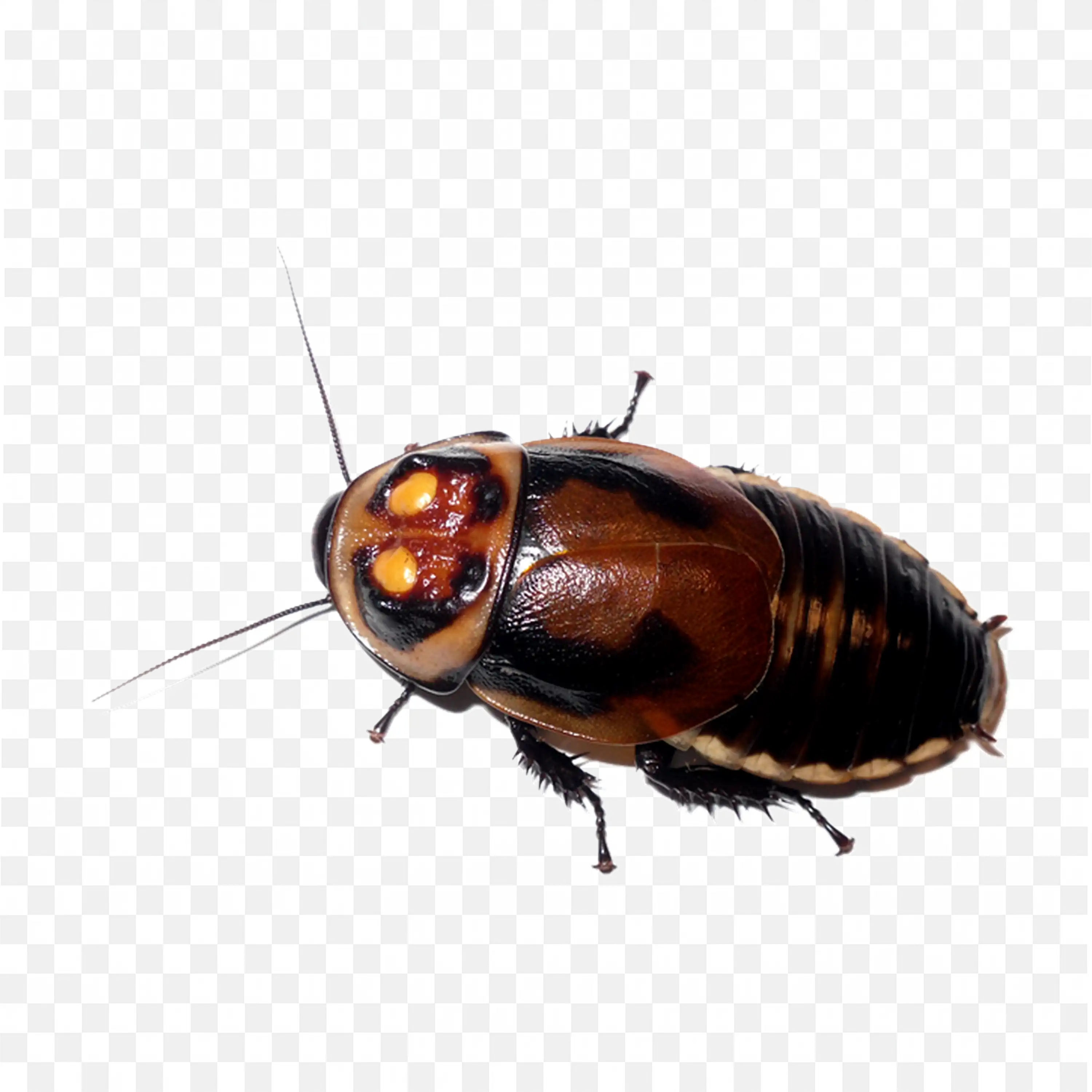 Cockroach Crawling on Side Realistic View Transparent