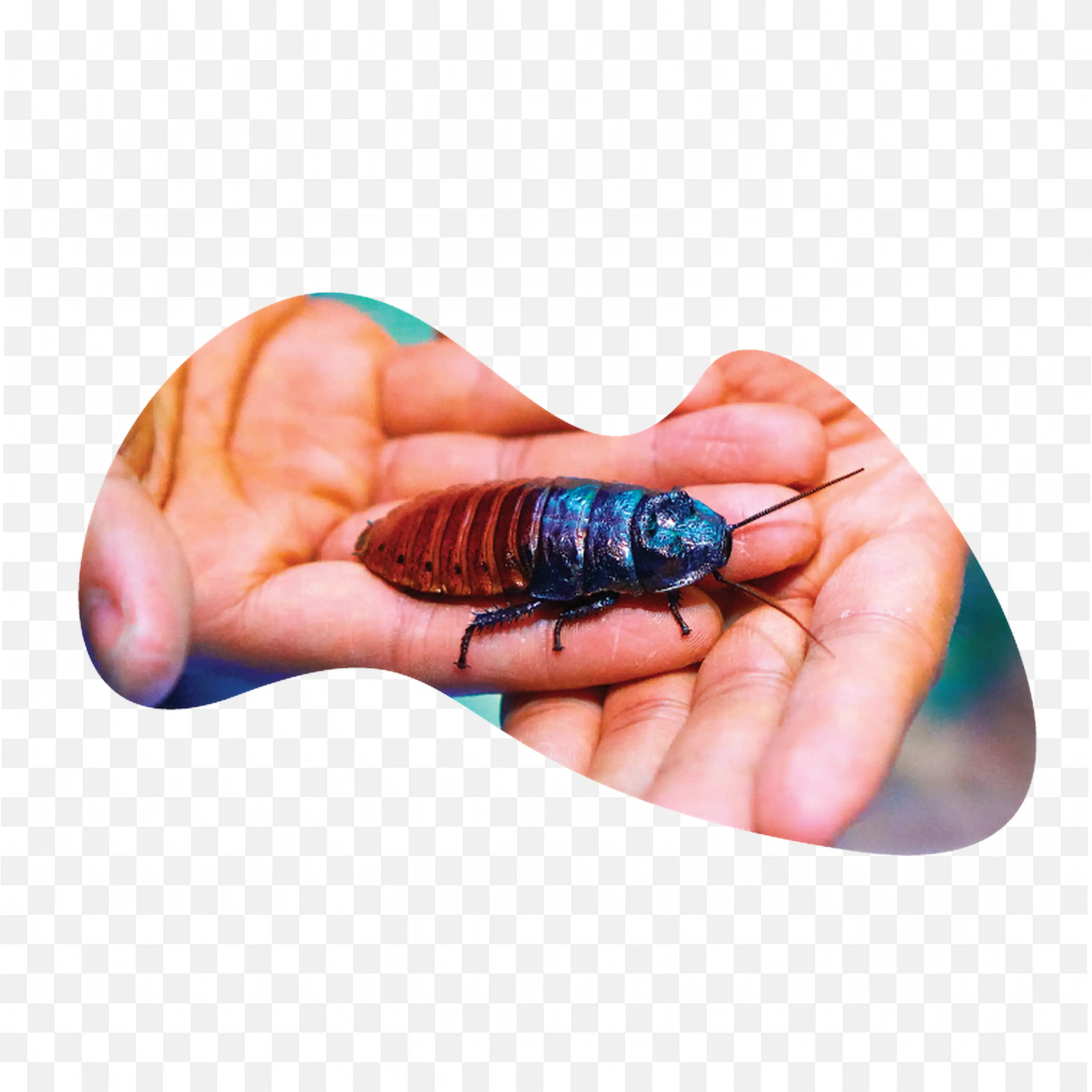 Cockroach in Hand Closeup Infestation Concept PNG