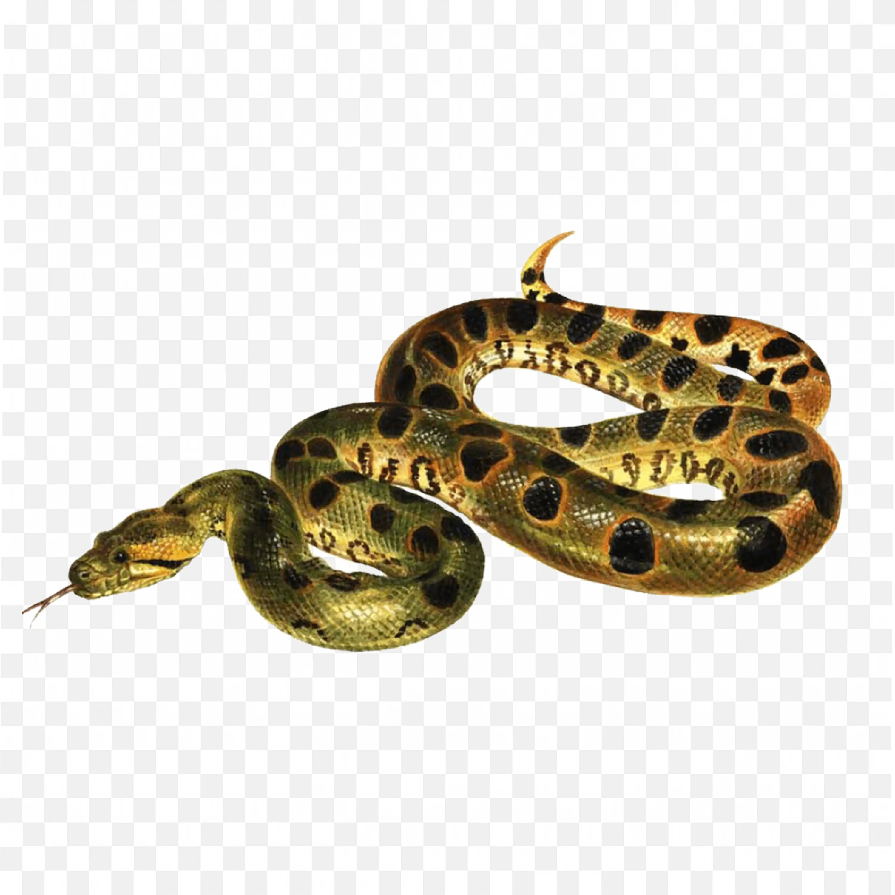 Coiled Jungle Snake Clip Art Nature Animal Reptile Art