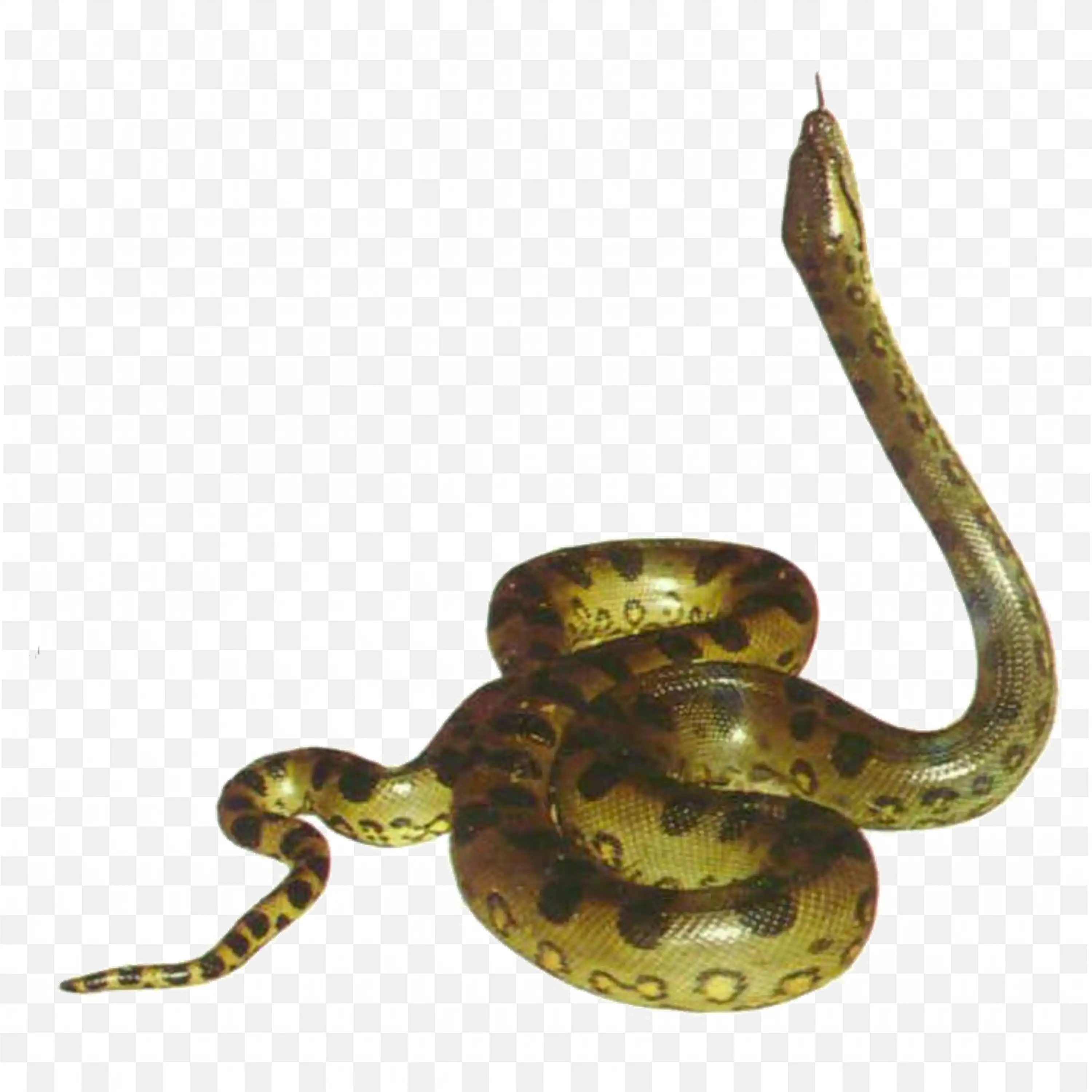 Coiled Snake Nature Clip Art Realistic Venomous large snake