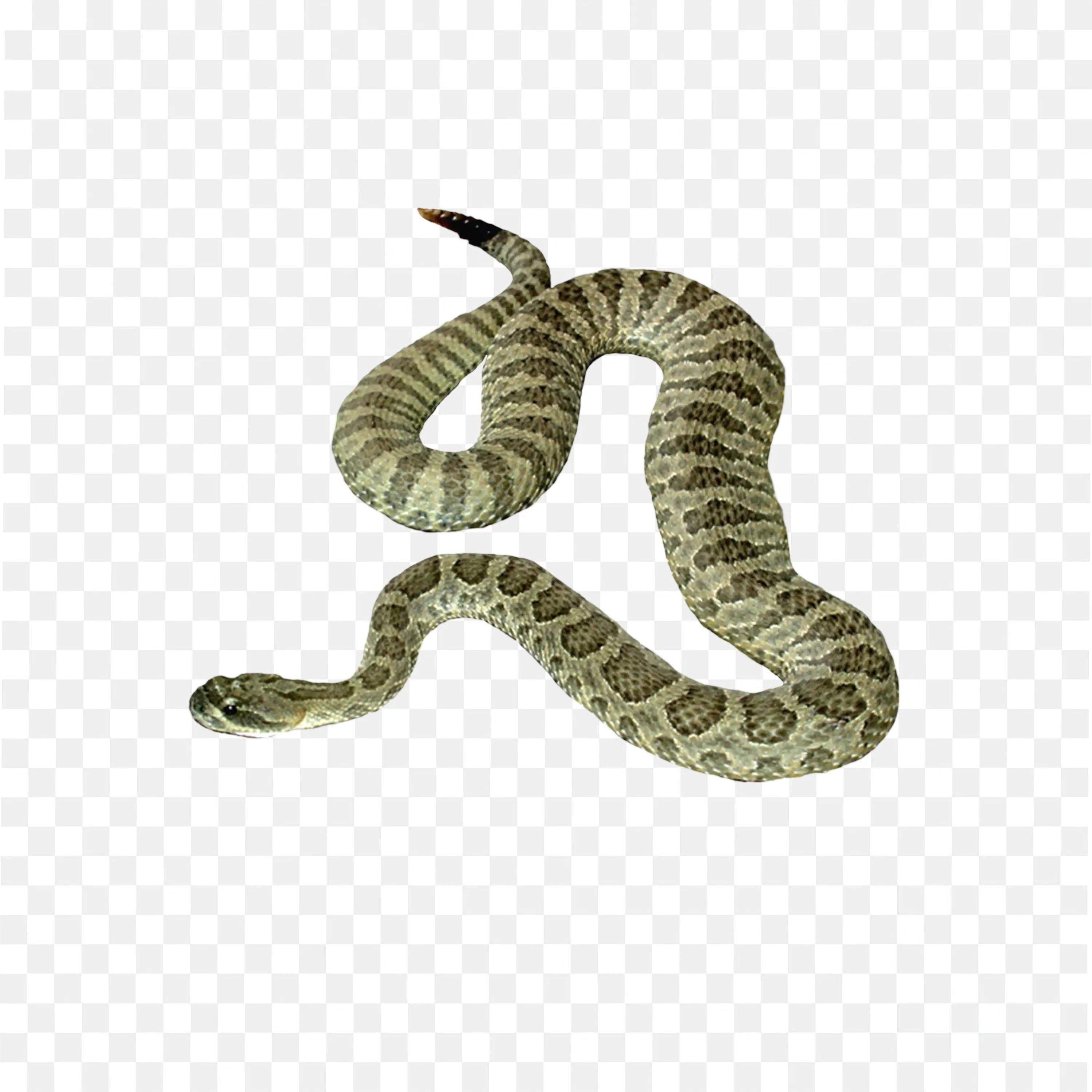 Coiled Viper Snake Art Nature Animal Reptile Clip Art