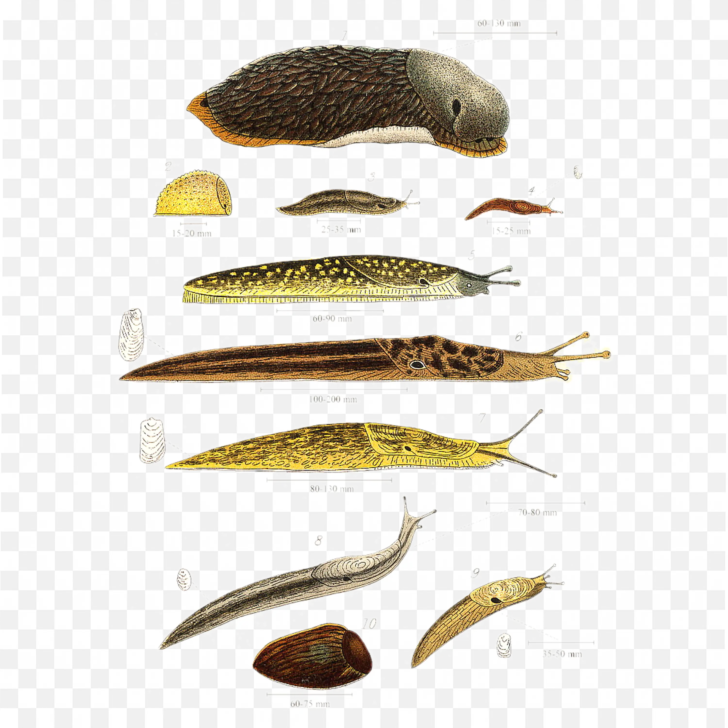 Collection of Slugs in Various Poses Transparent PNG