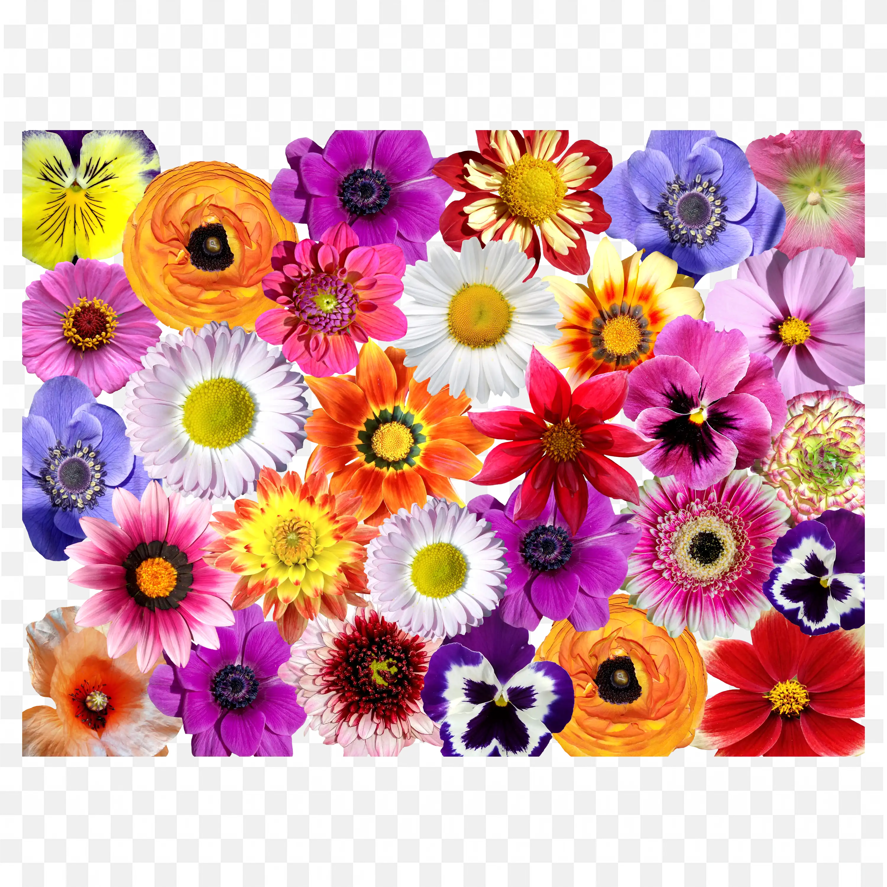 Colorful Flower Pattern Spring Garden Seamless Design