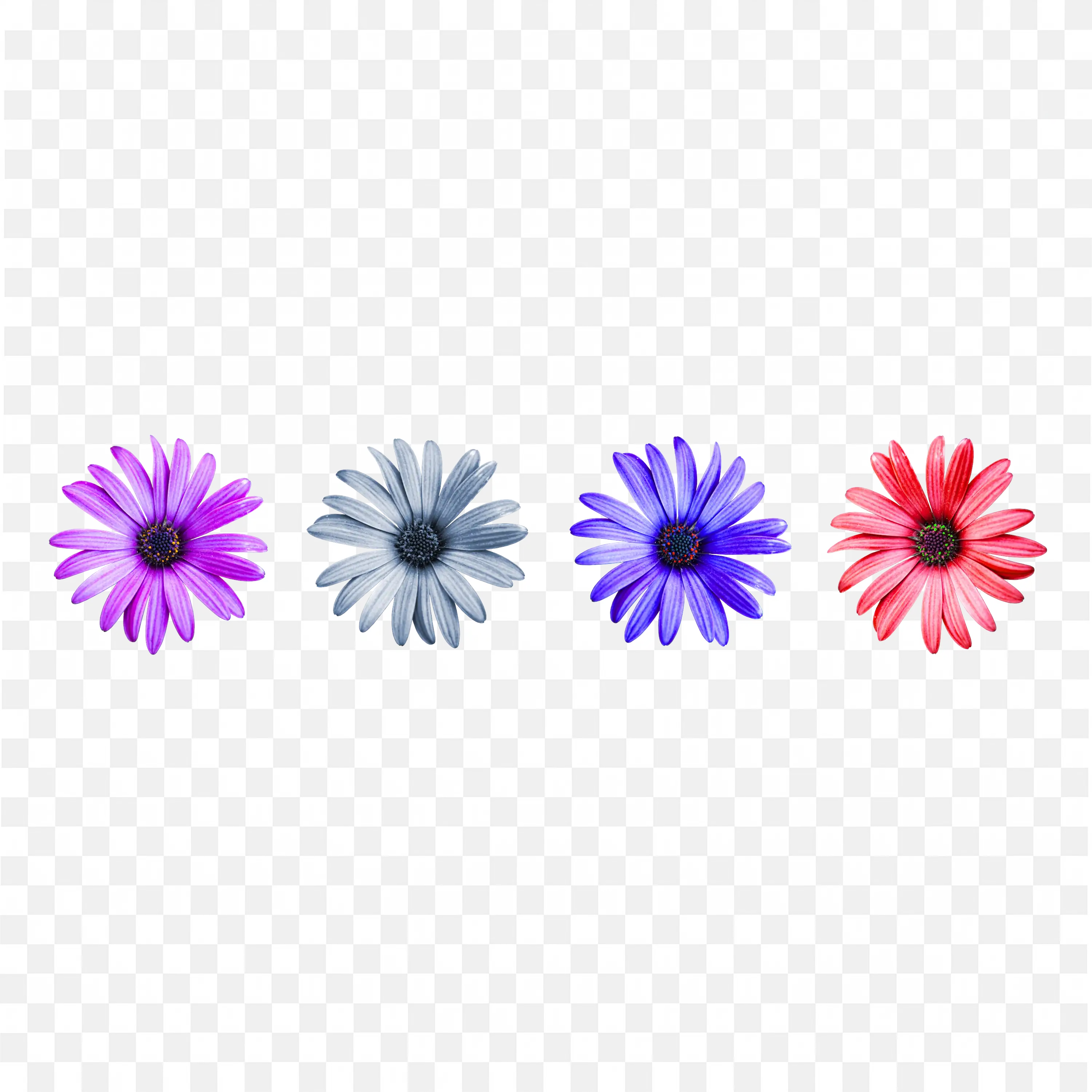 Colorful Flowers in Row Bright Nature Flat Lay PNG Image
