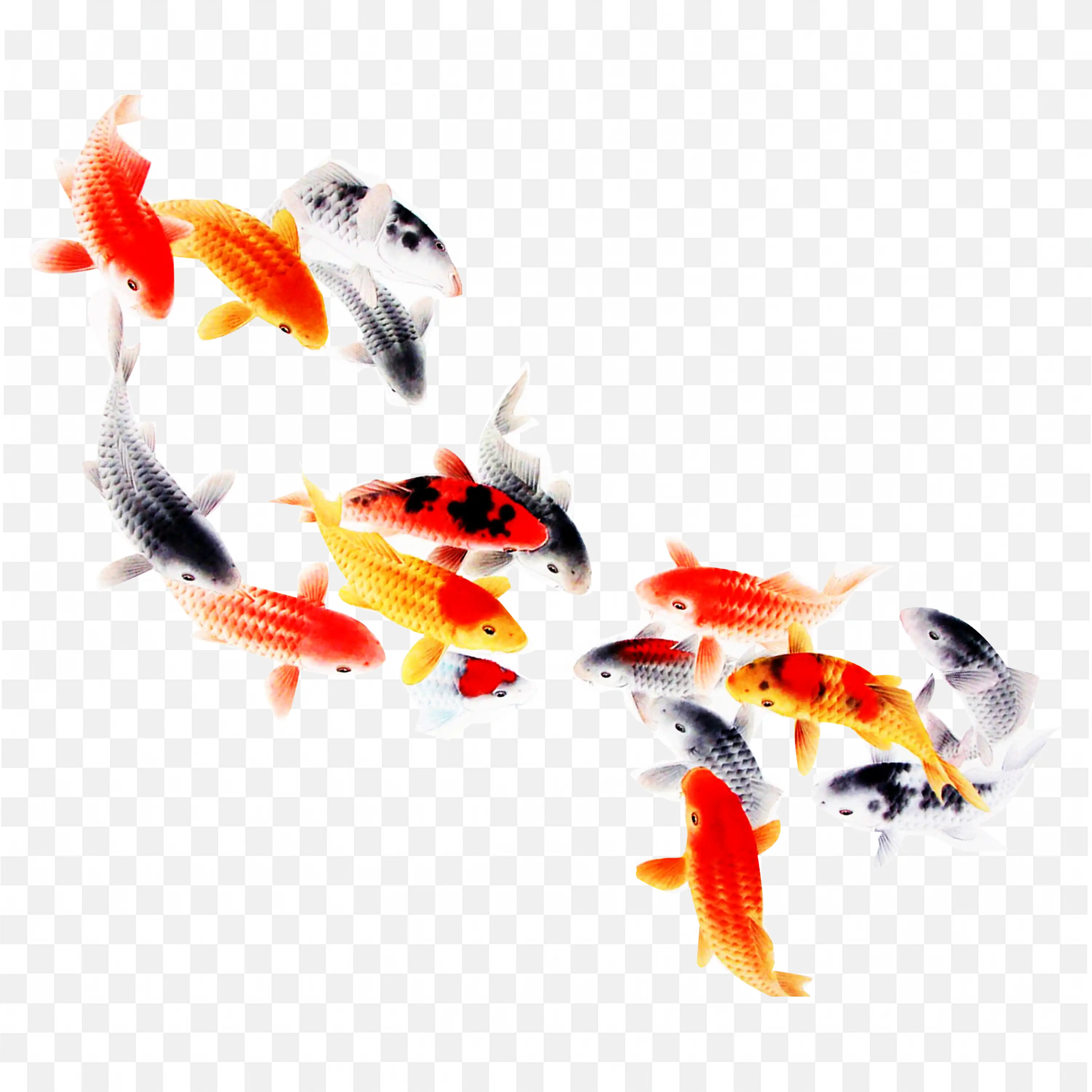 Colorful Koi Fish PNG Group Swimming in Water Illustration