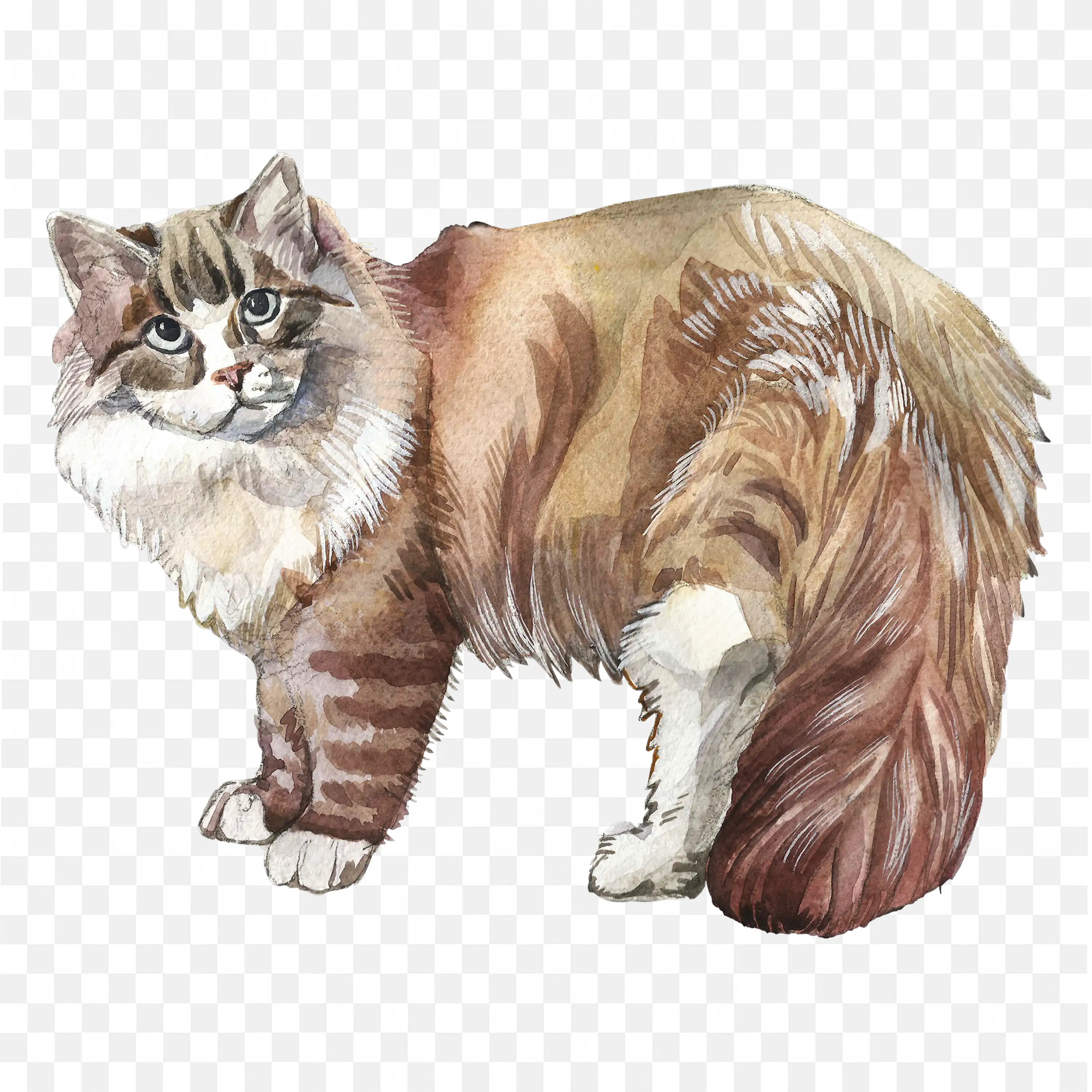 Colorful Tabby Cat Drawing Long Haired Art on White PNG