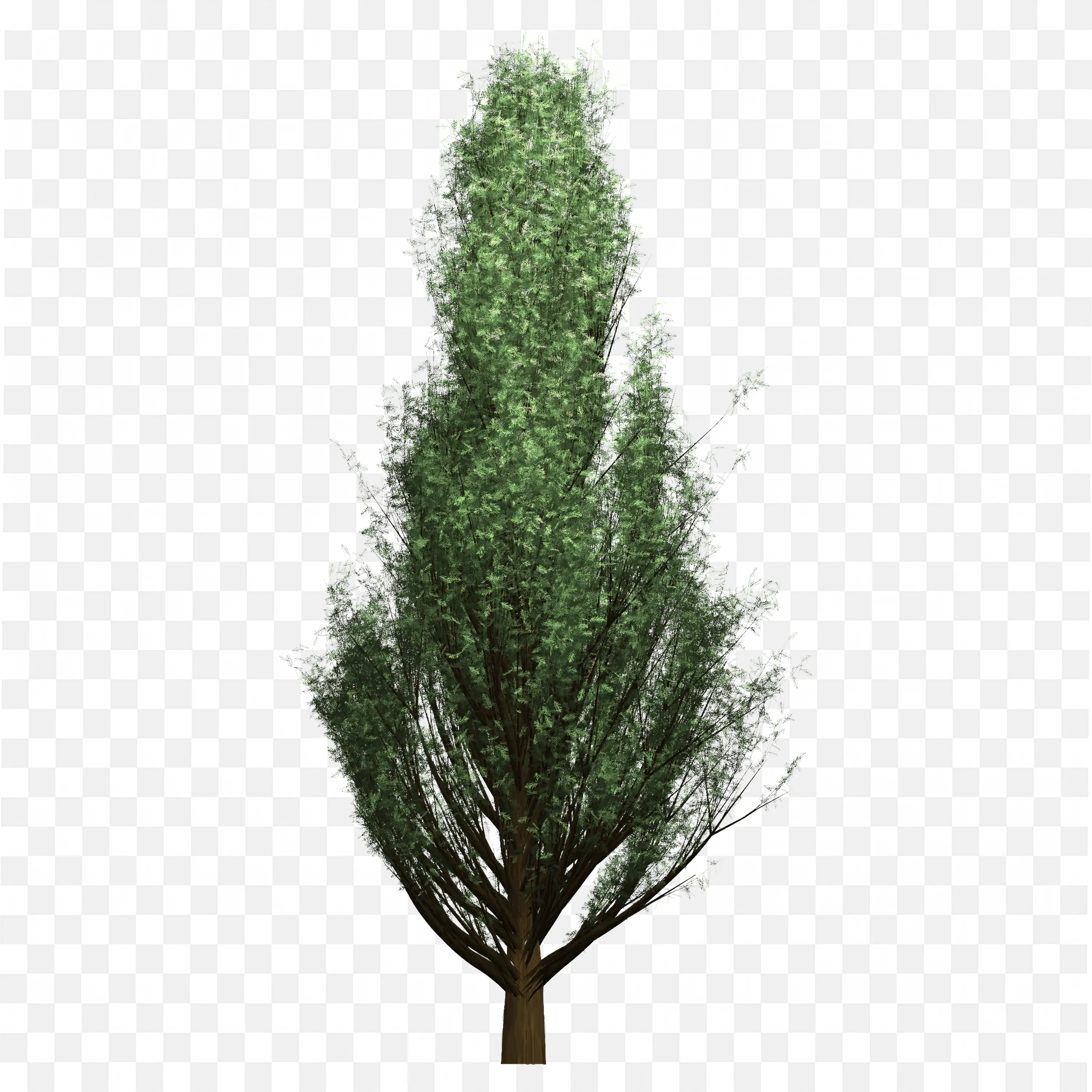 Conifer Tree Upright Evergreen Needle Leaf PNG Art