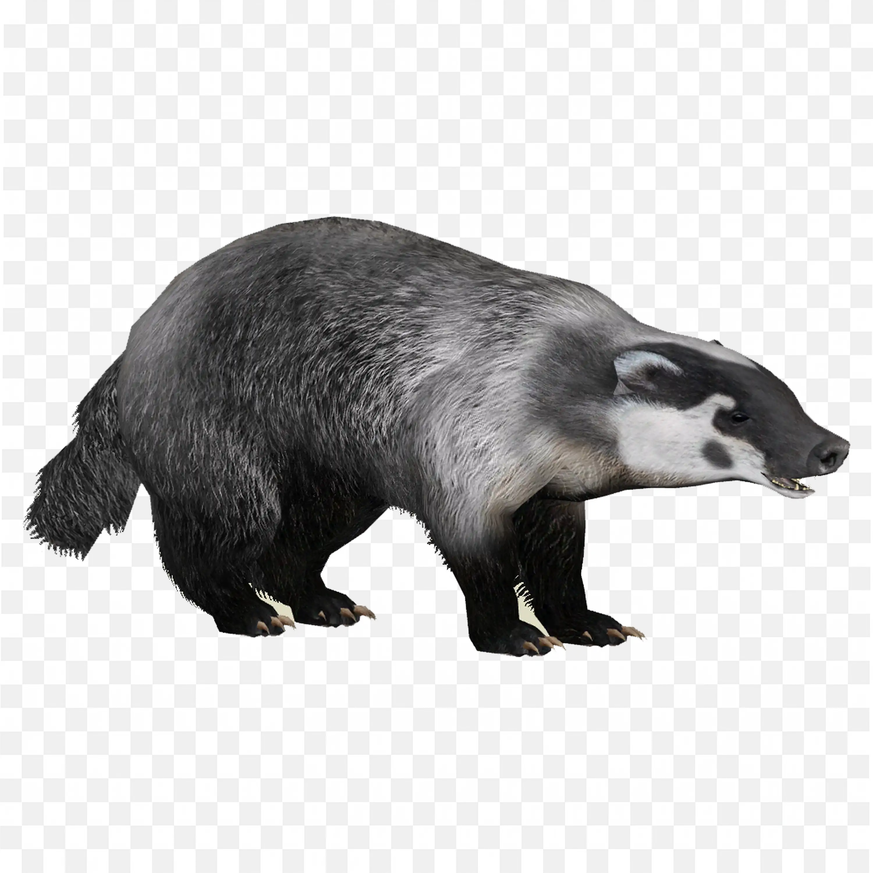 Crawling Badger Clip Art Realistic Animal Wildlife Nature