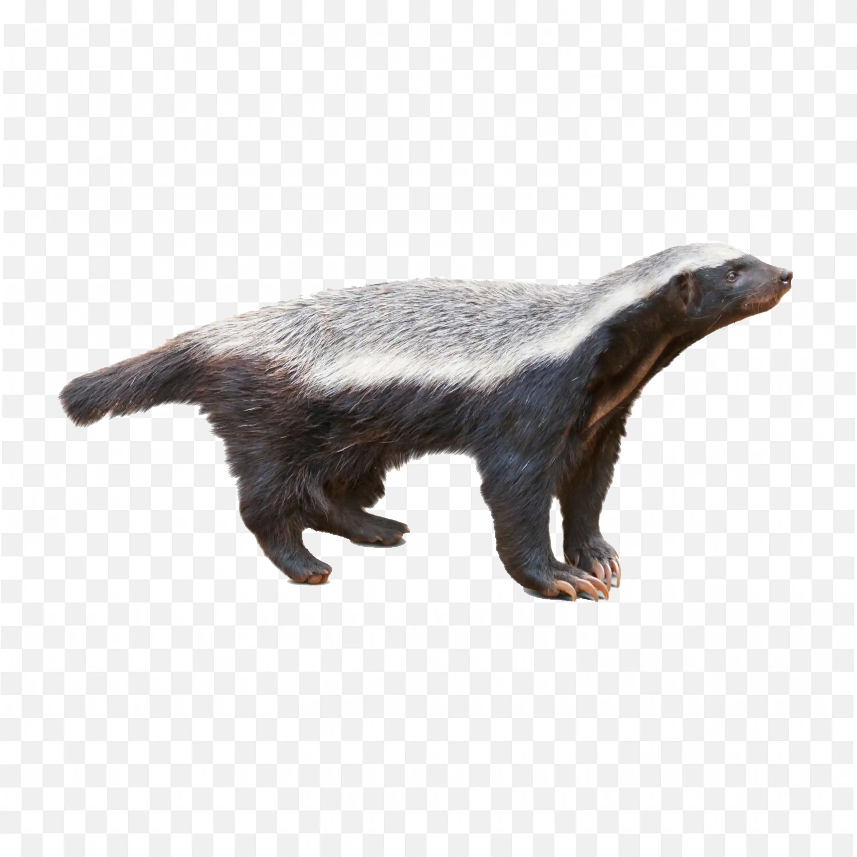 Crawling Honey Badger Clip Art Wildlife Animal Nature Art