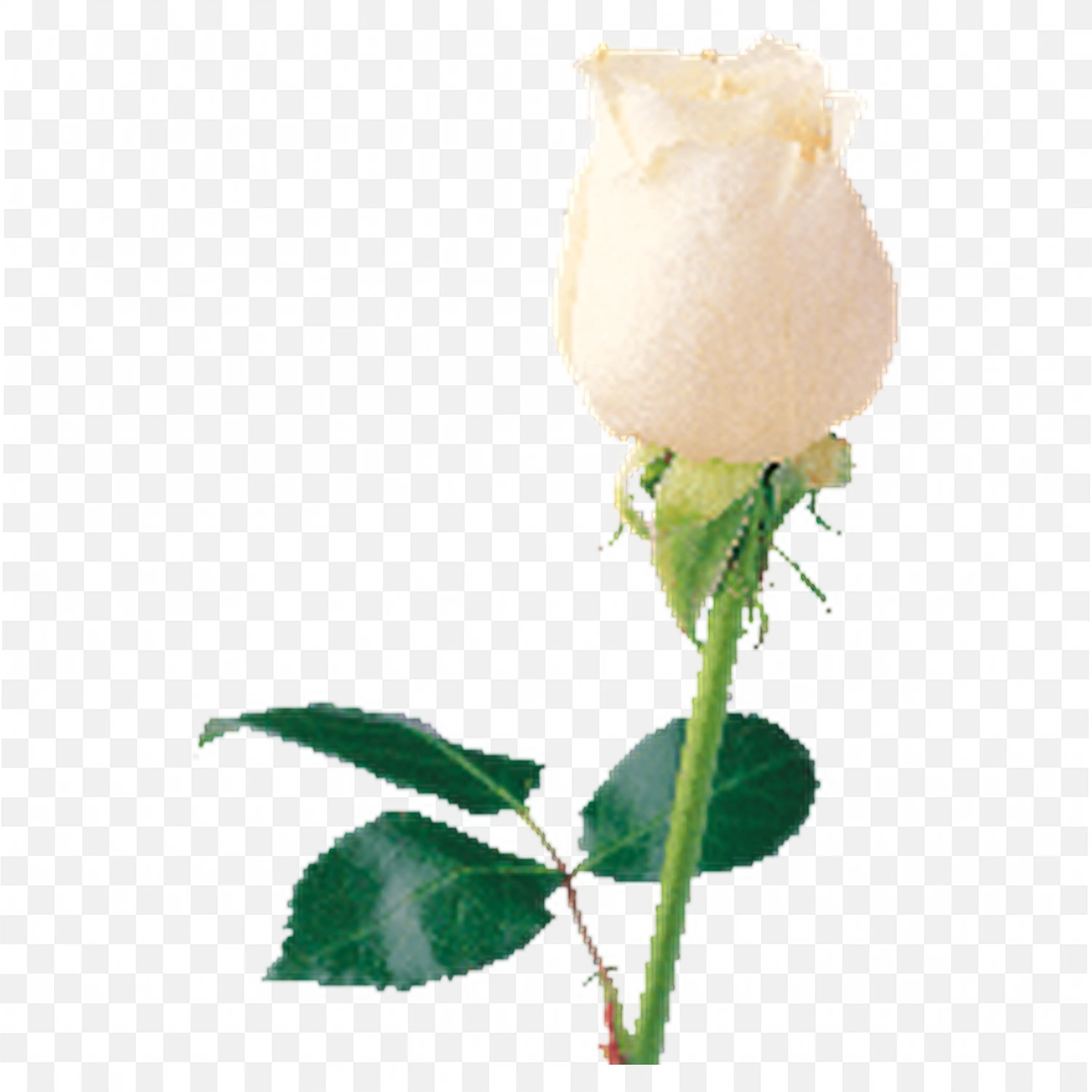 Cream Rose Bloom on Stem with Leaves Realistic Artwork