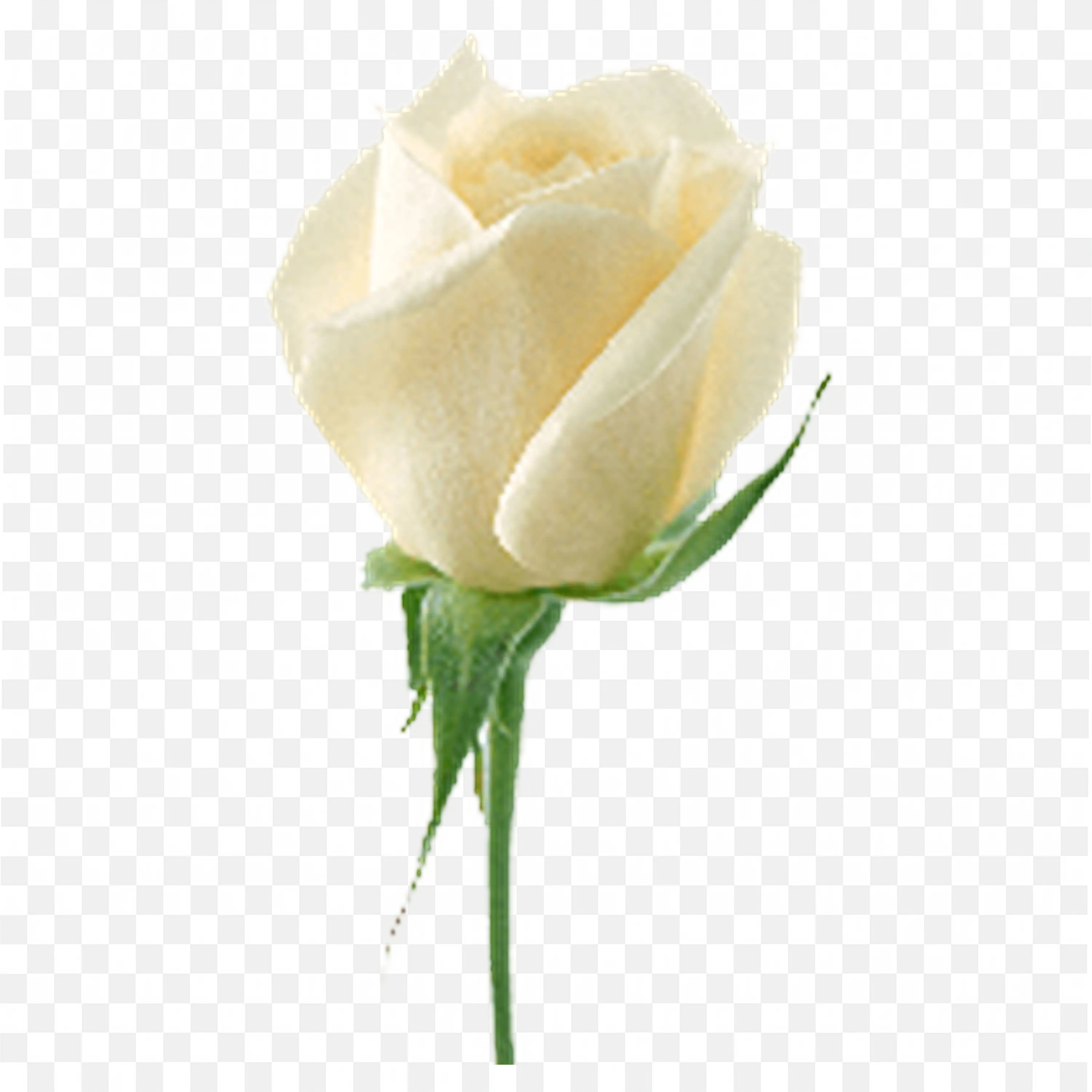 Cream Rosebud on Green Stem Elegant Floral Clip Art Design