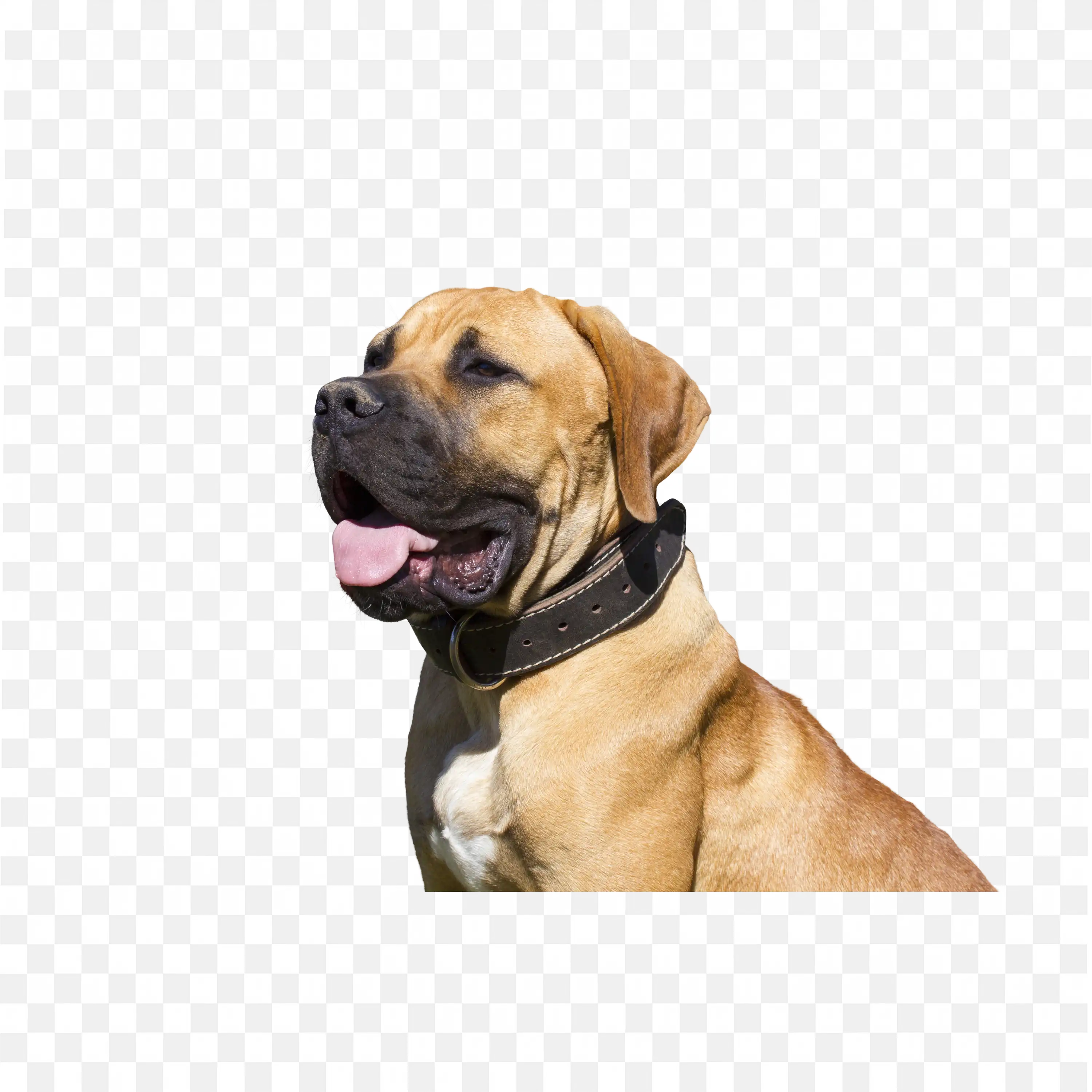 Cute Brown Dog Looking Up Friendly Pet Animal Side View