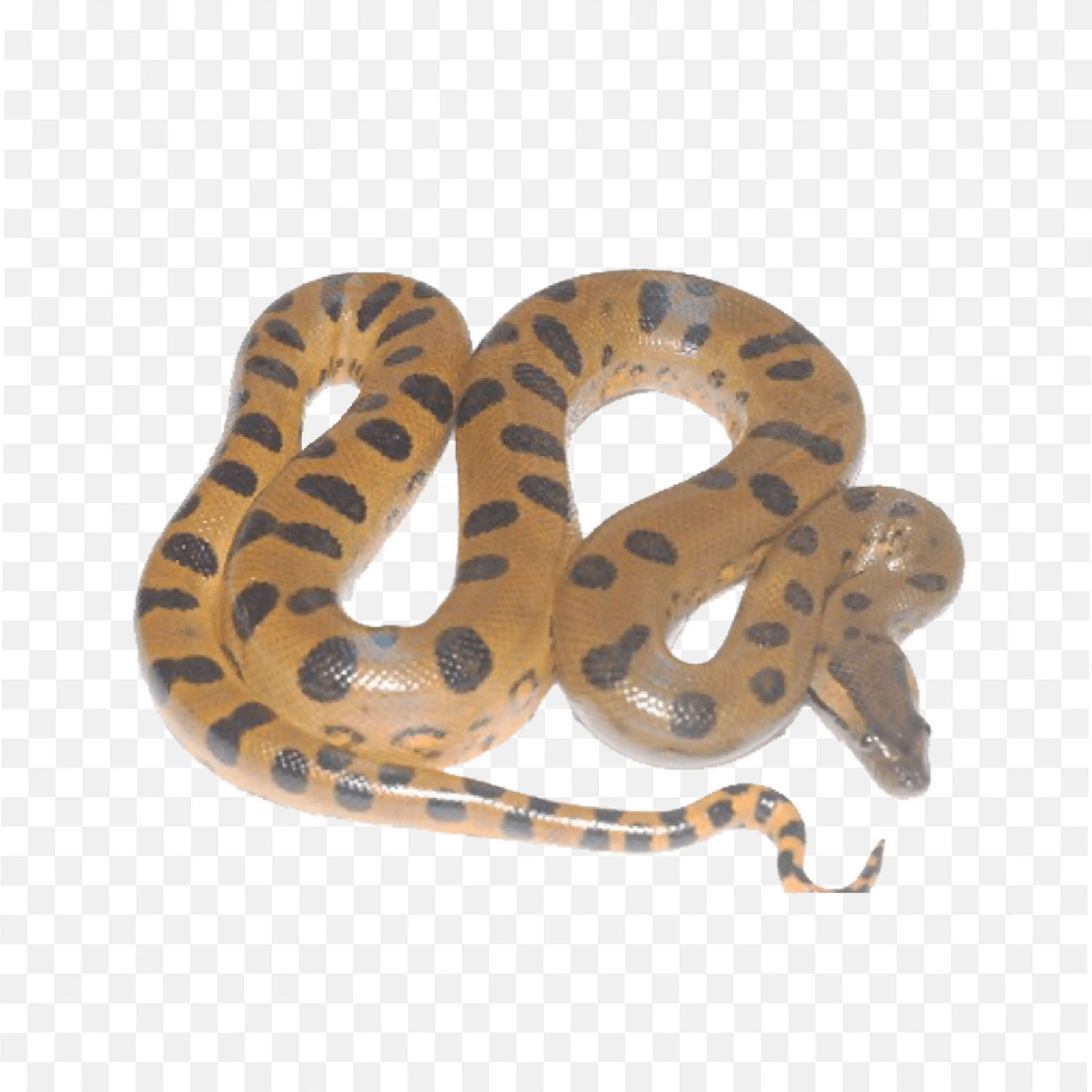 Cute Coiled Snake Illustration Cartoon Clip Art Nature