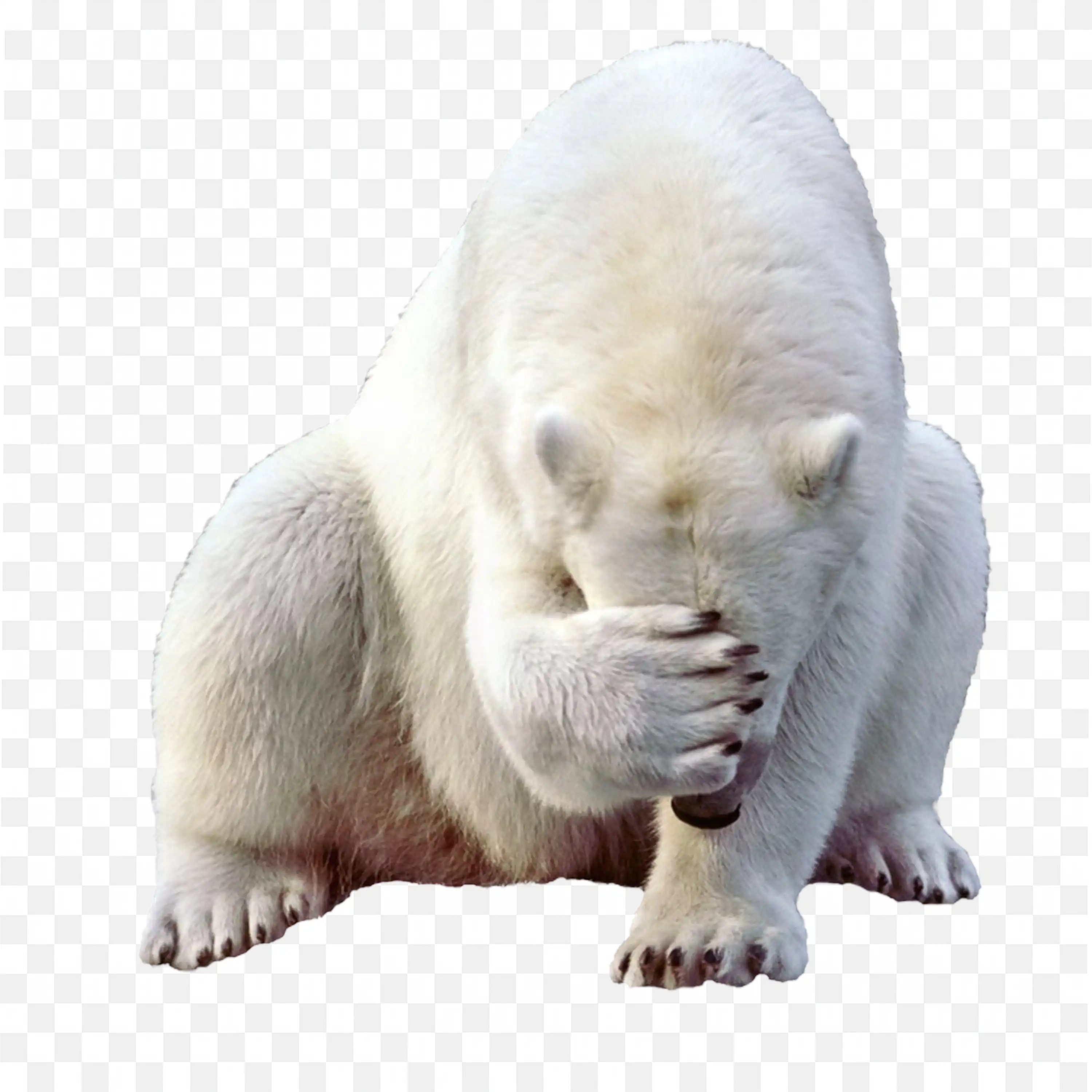 Cute Polar Bear Covering Face Adorable Wildlife Art PNG
