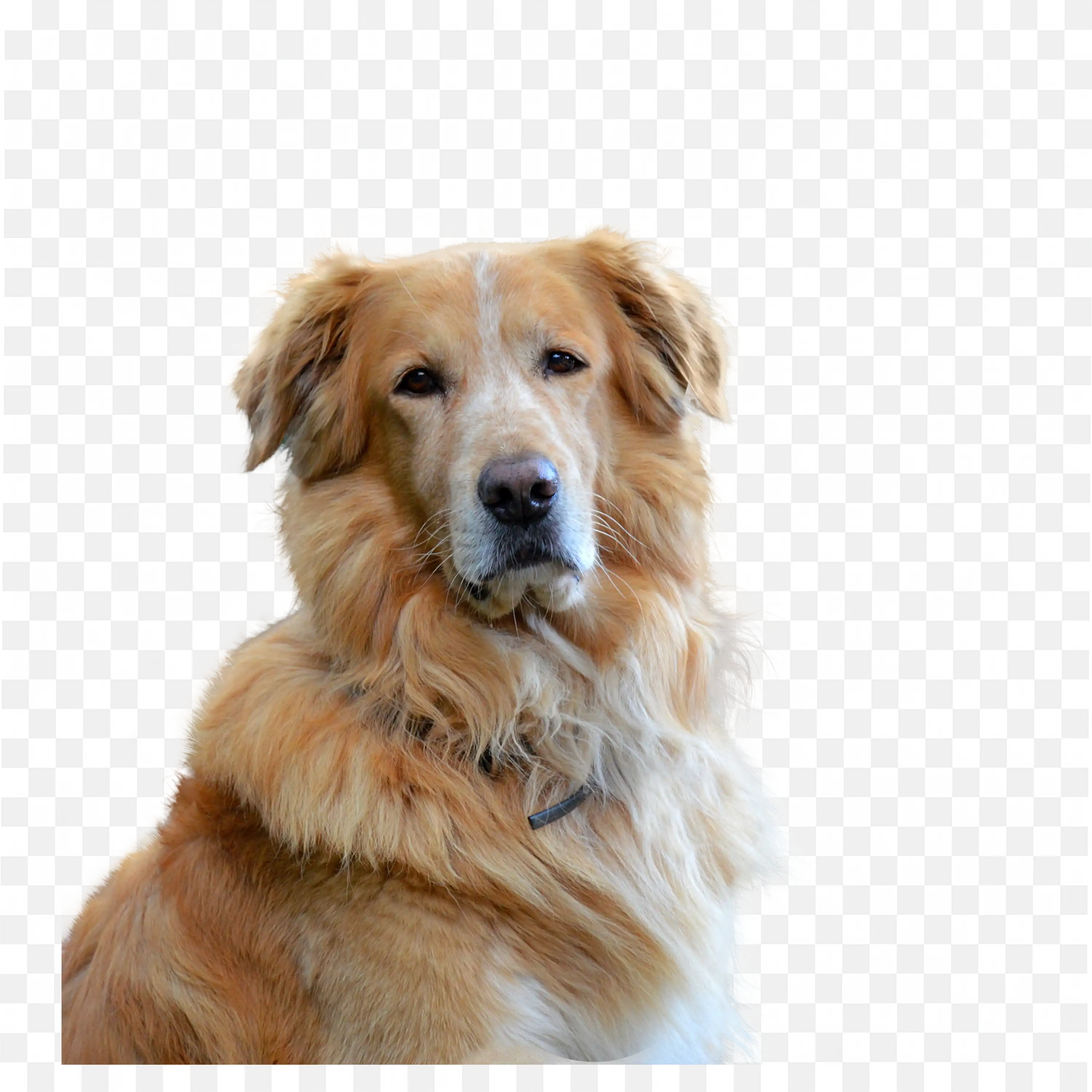 Cute Puppy Sitting Fluffy Brown Dog PNG Transparent