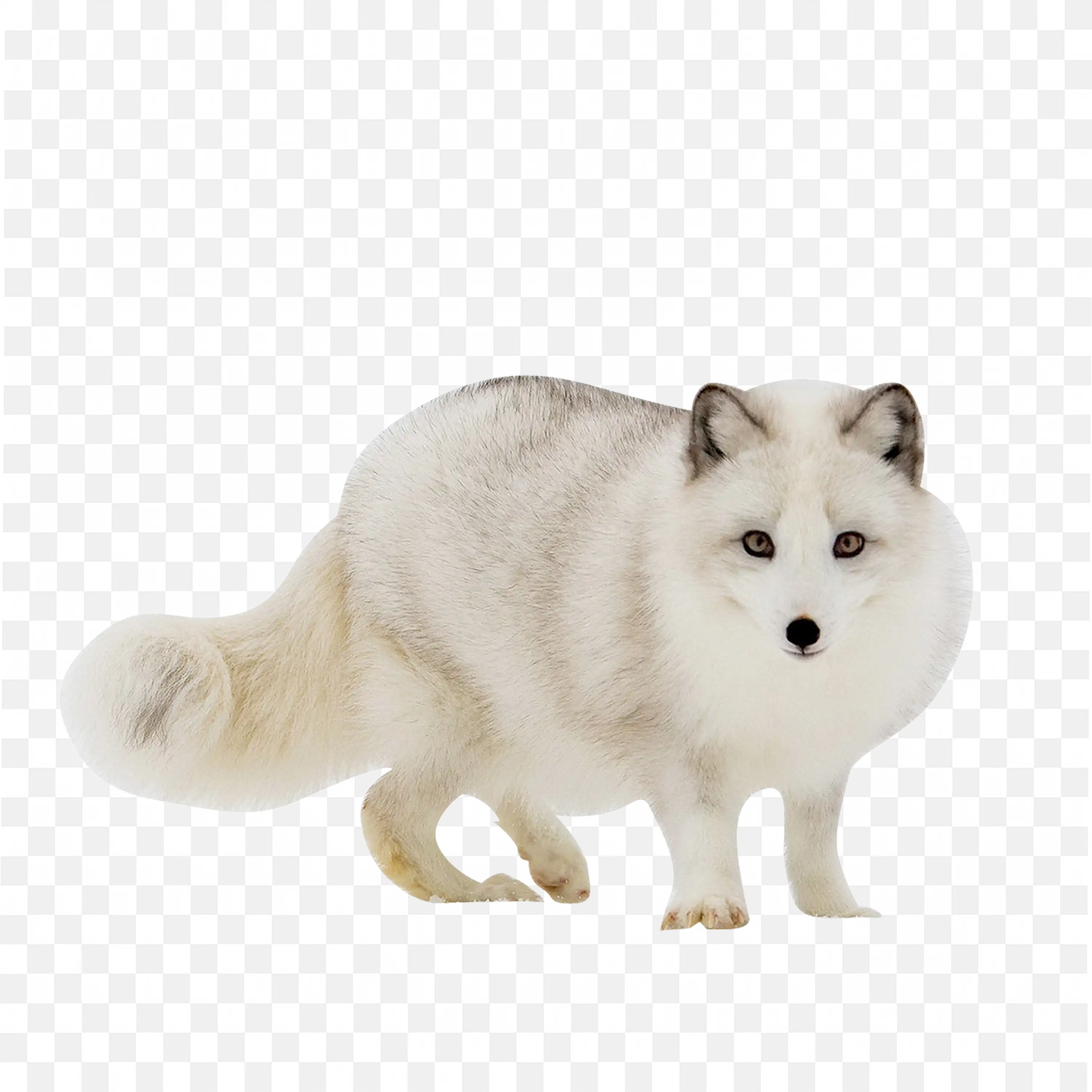 Cute White Fox Clip Art Sitting Nature Arctic Animal Art