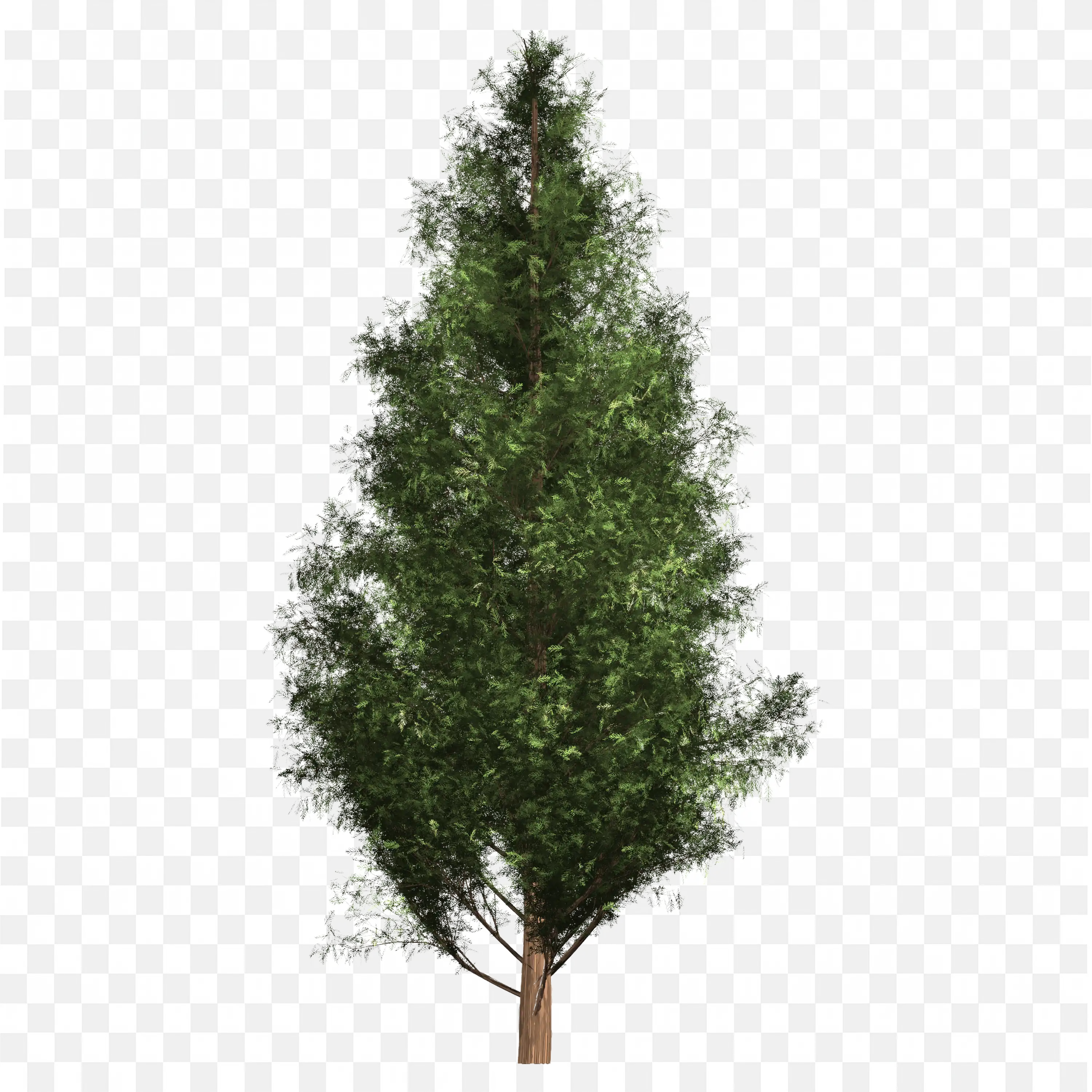 Cypress Tree PNG Images Transparent Green Tree Clipart