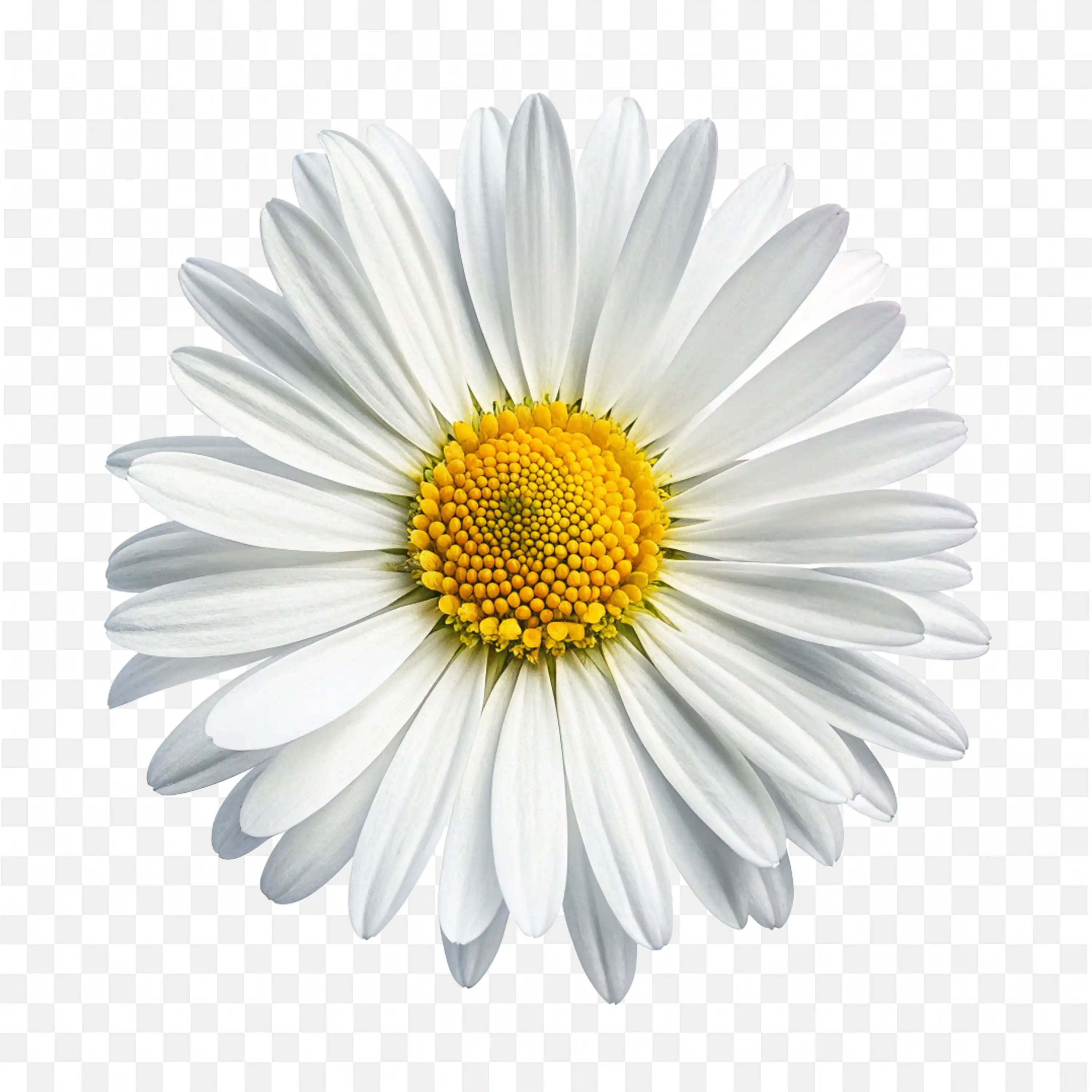 Daisy Flower PNG Realistic White Petals and Yellow Center
