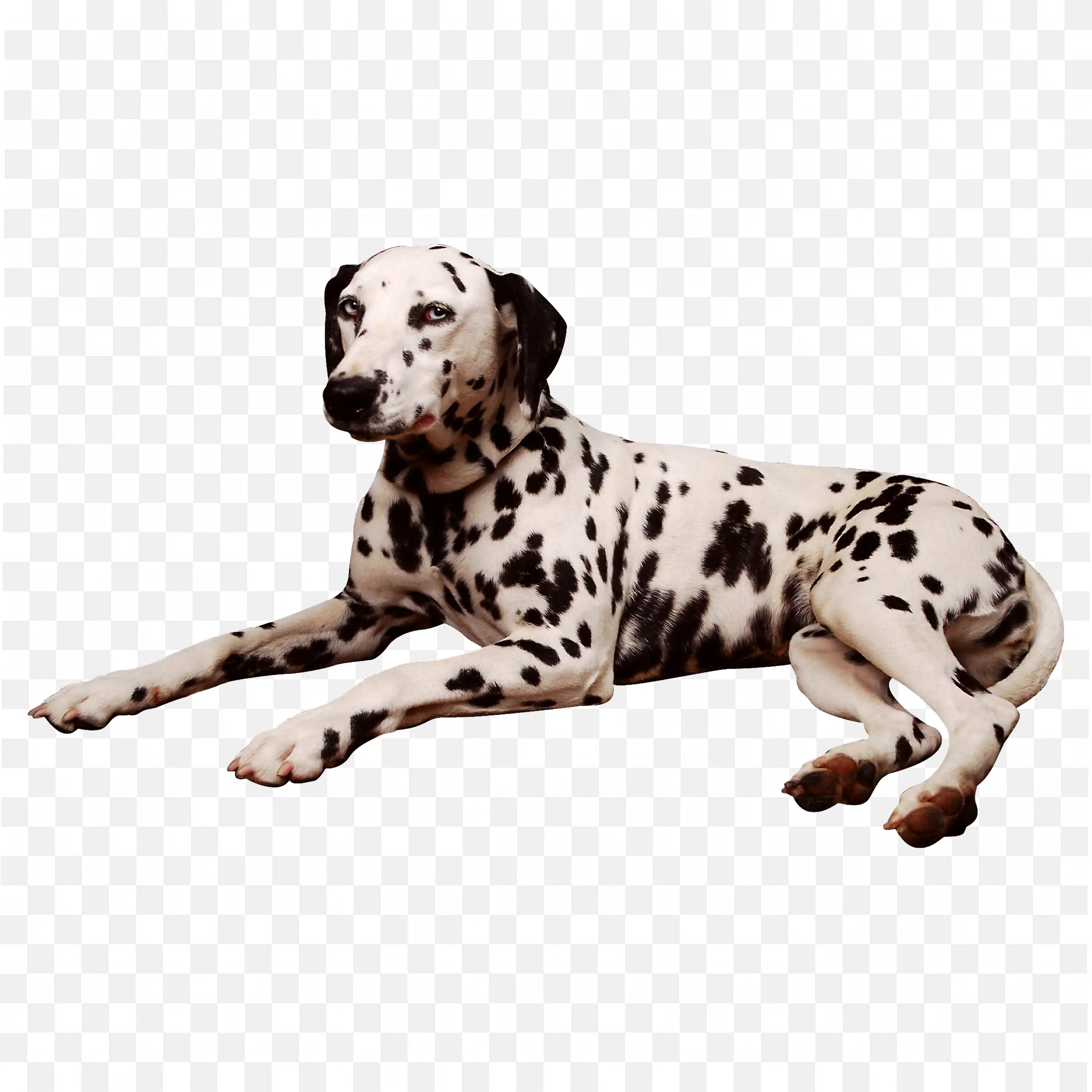 Dalmatian Dog Sitting PNG Cute Transparent Pet Image Art
