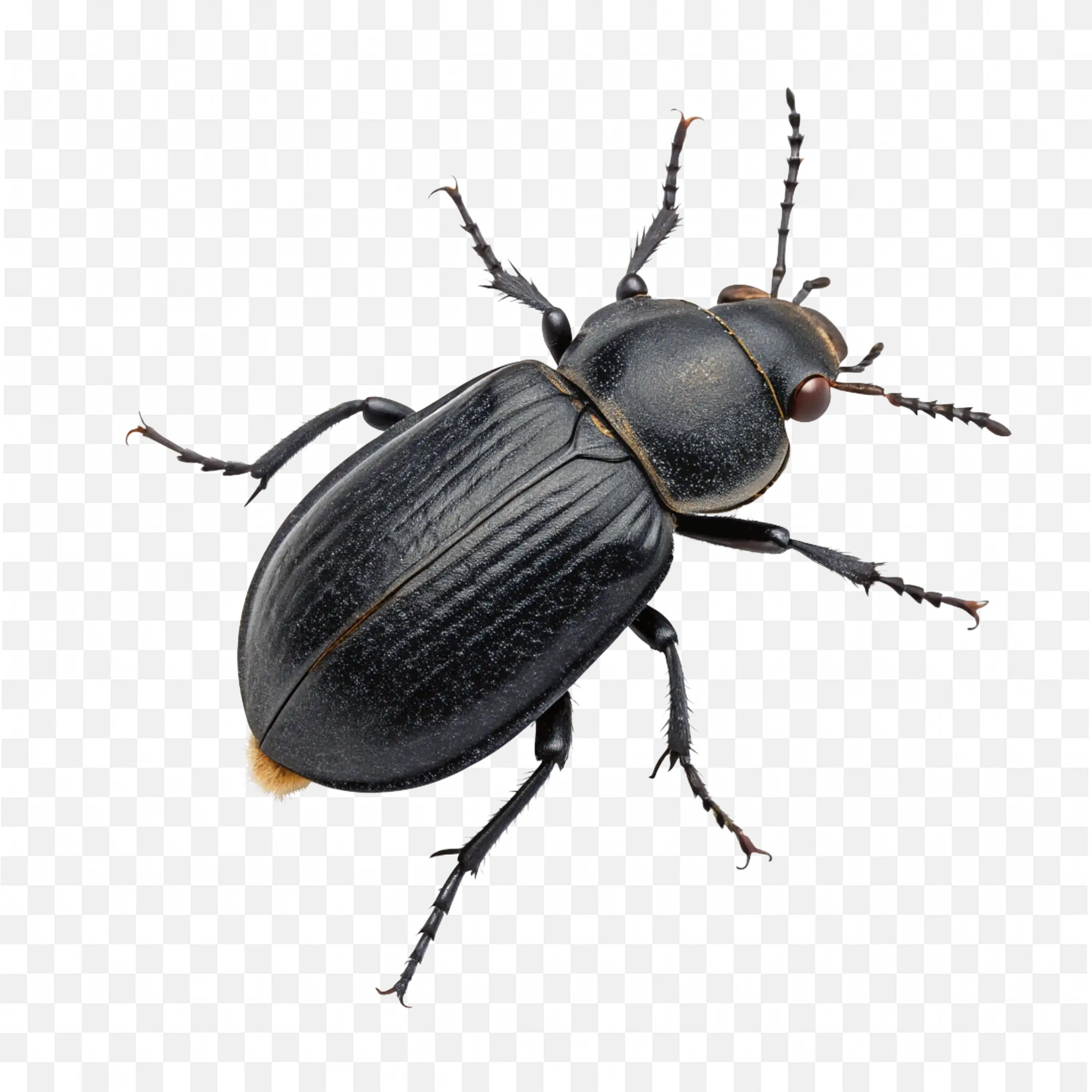 Dark Beetle Insect PNG Detailed Wildlife Nature Illustration