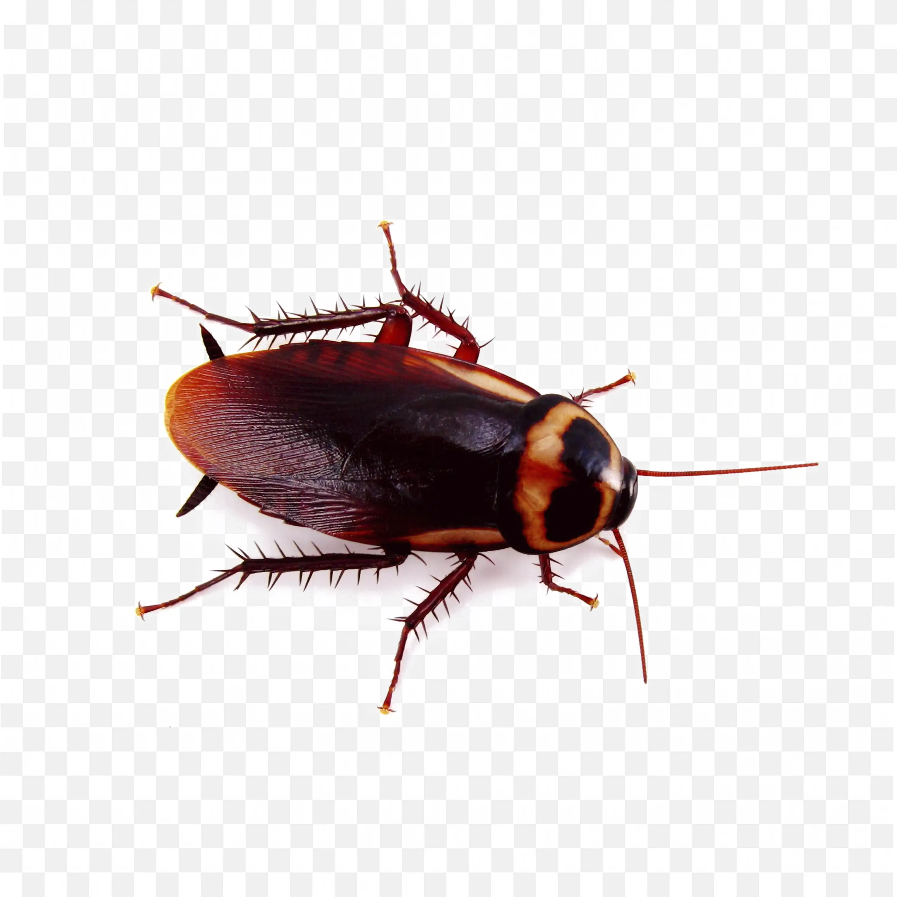 Dark Brown Cockroach Crawling Bug Realistic PNG