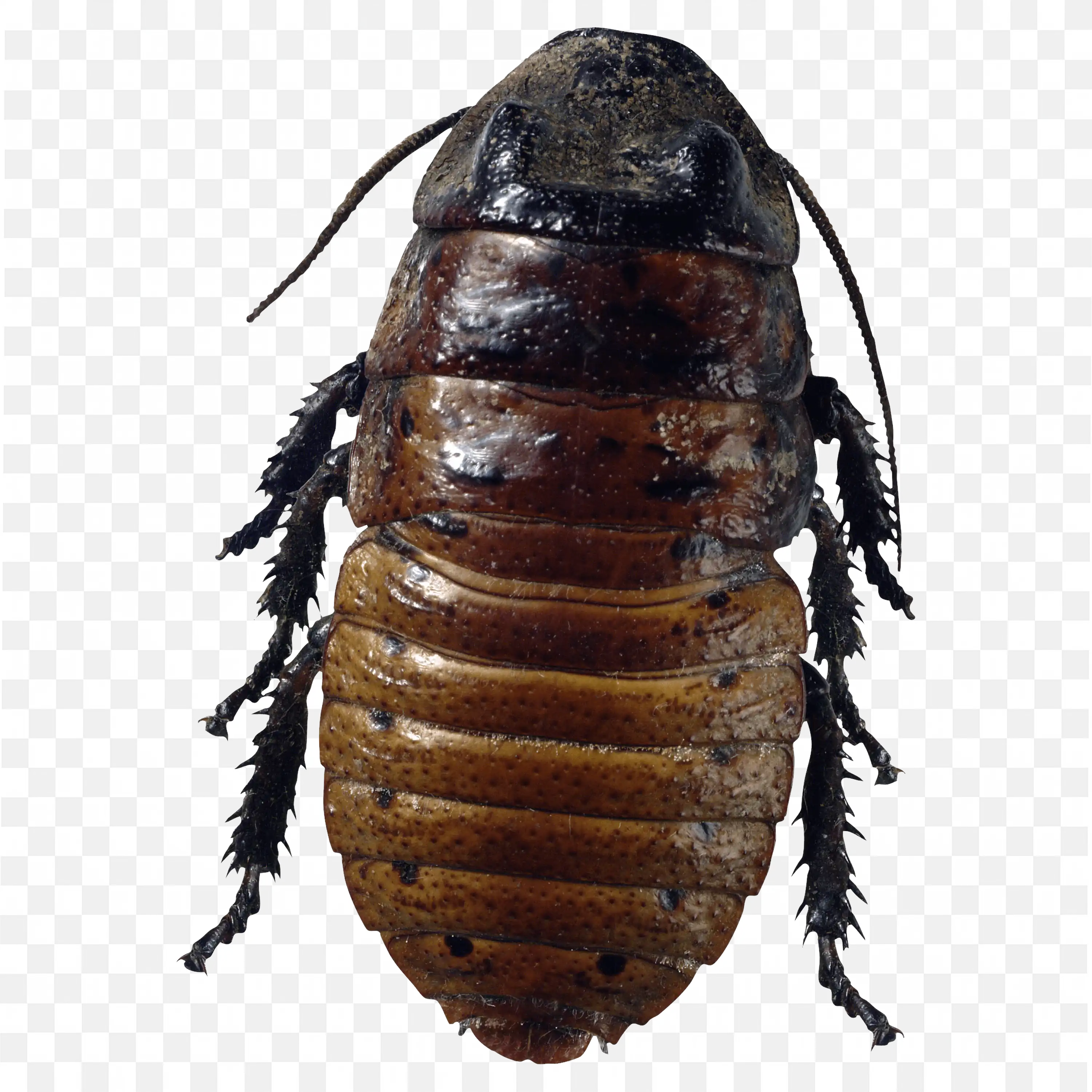 Dark Brown Cockroach Shell Closeup Transparent PNG