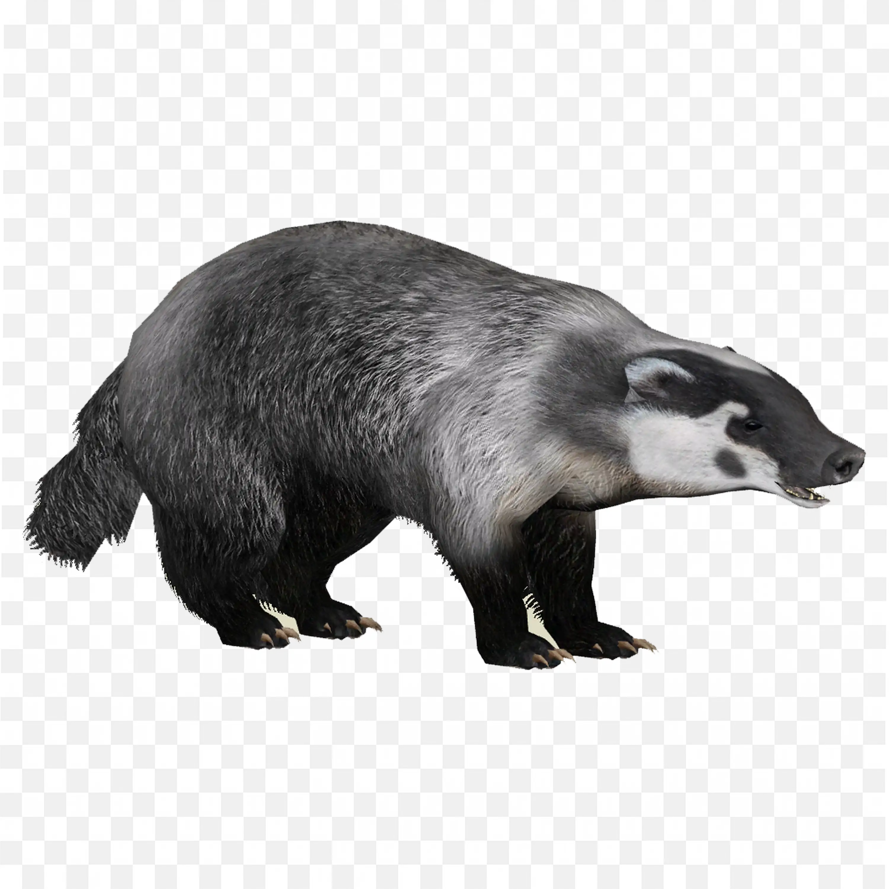 Dark Gray Badger Clip Art Side View Wildlife Nature Art