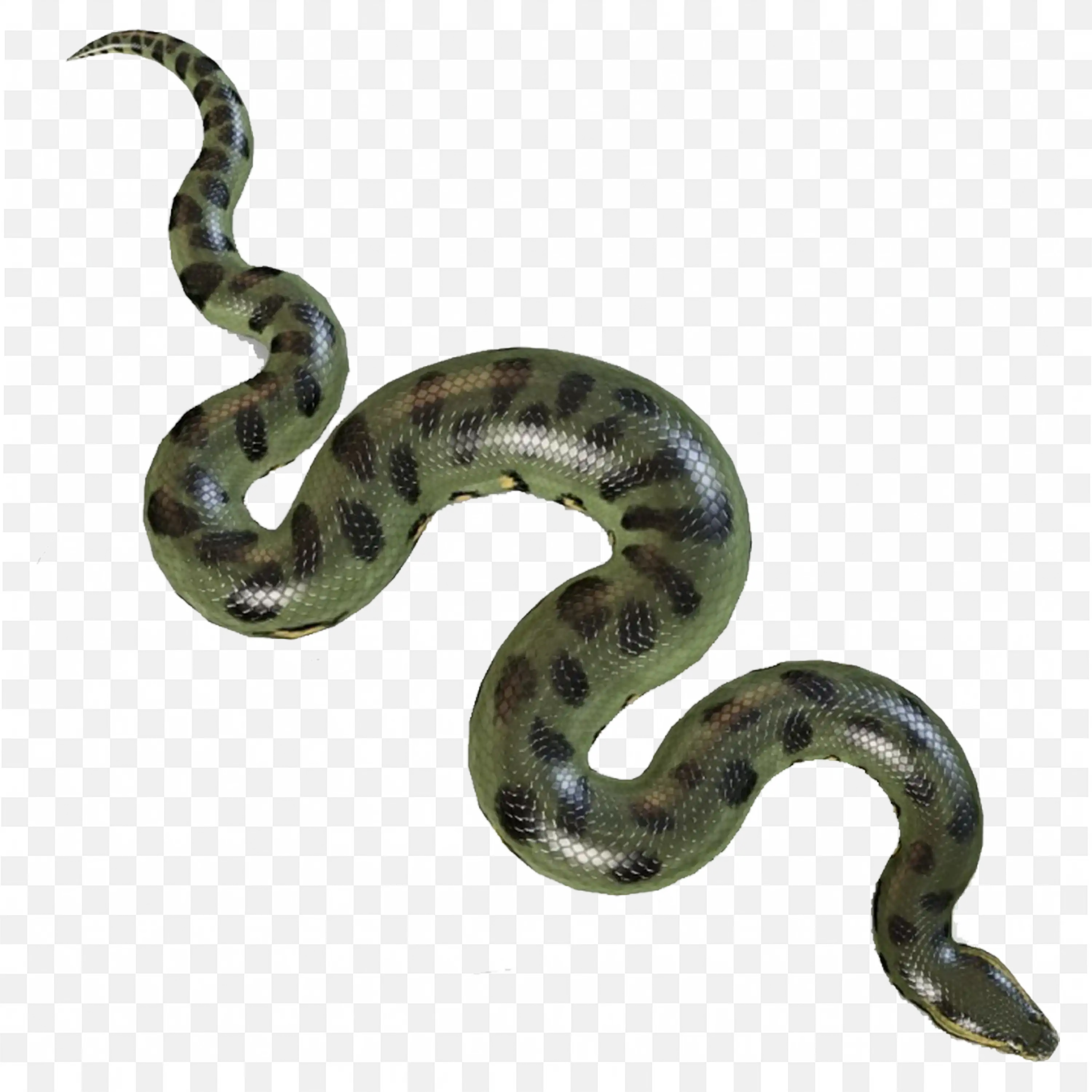 Dark Green Viper Snake Clip Art Reptile Jungle Nature