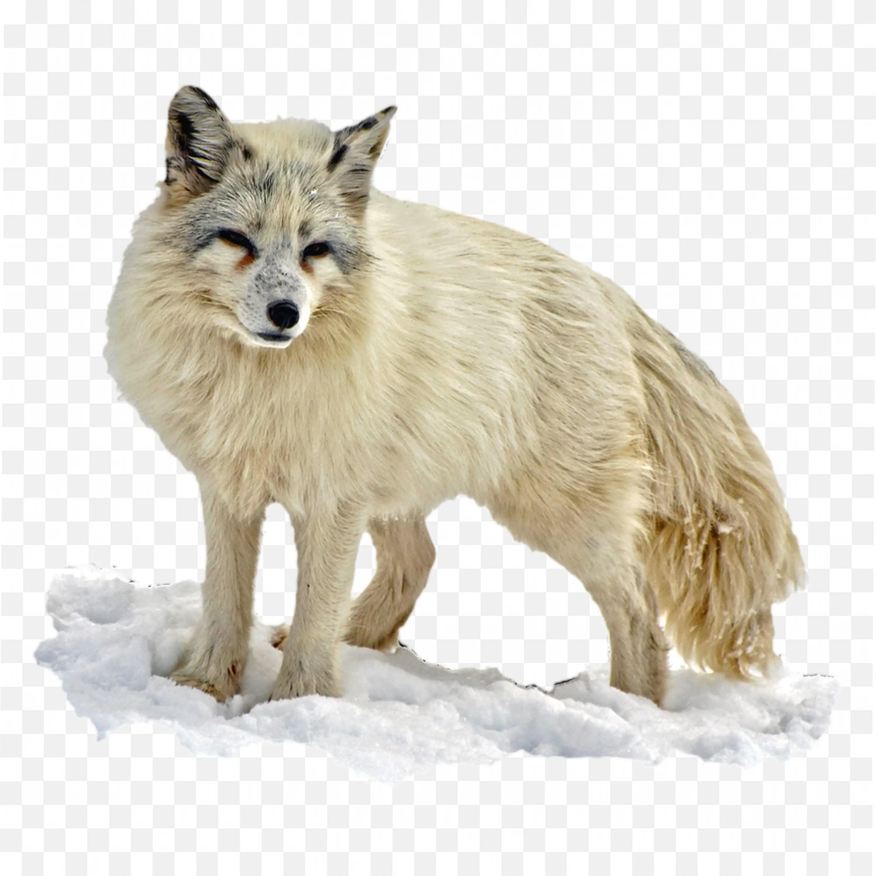 Desert Fox Clip Art Standing Animal Nature Wildlife Art PNG