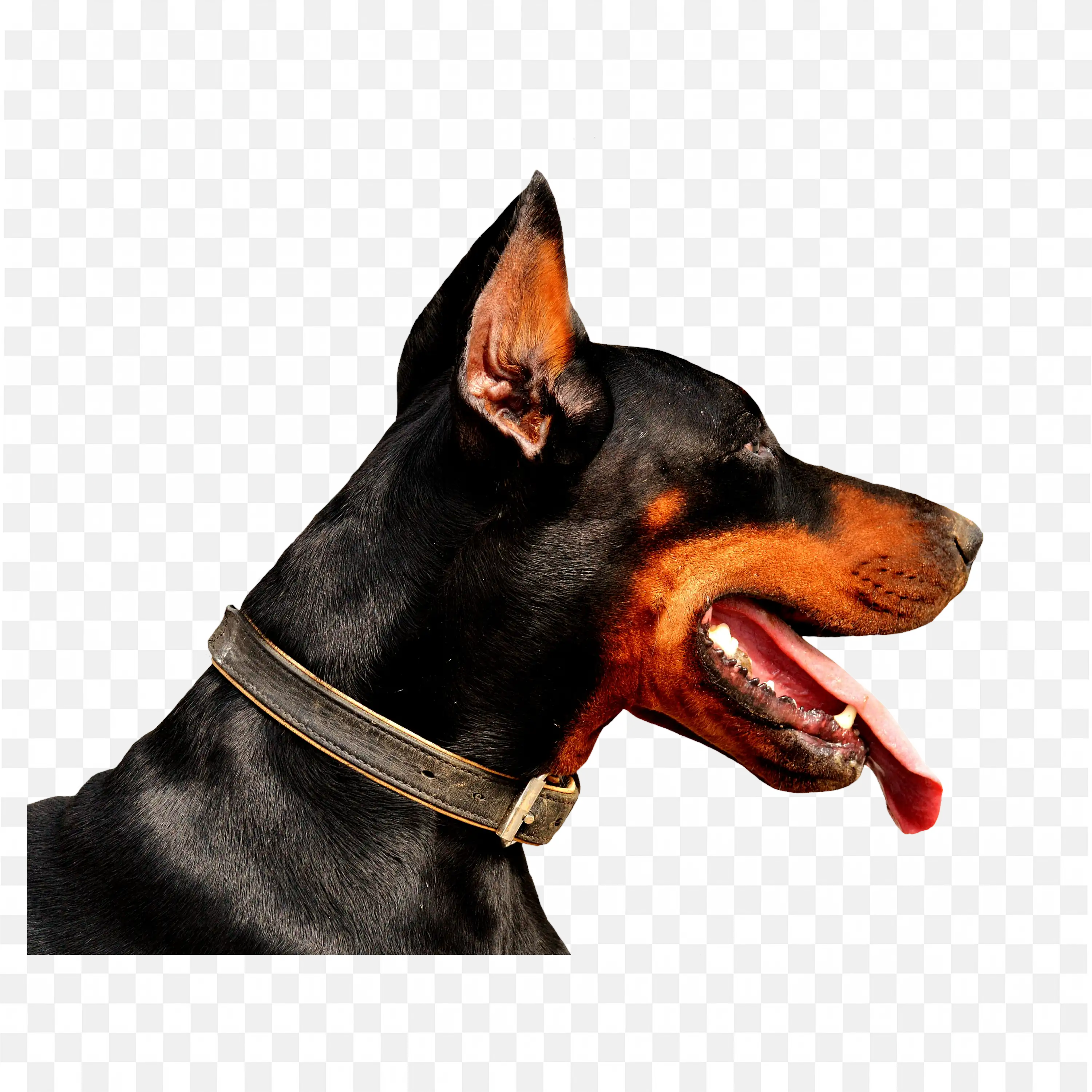 Doberman Barking Side View Angry Guard Dog PNG Art