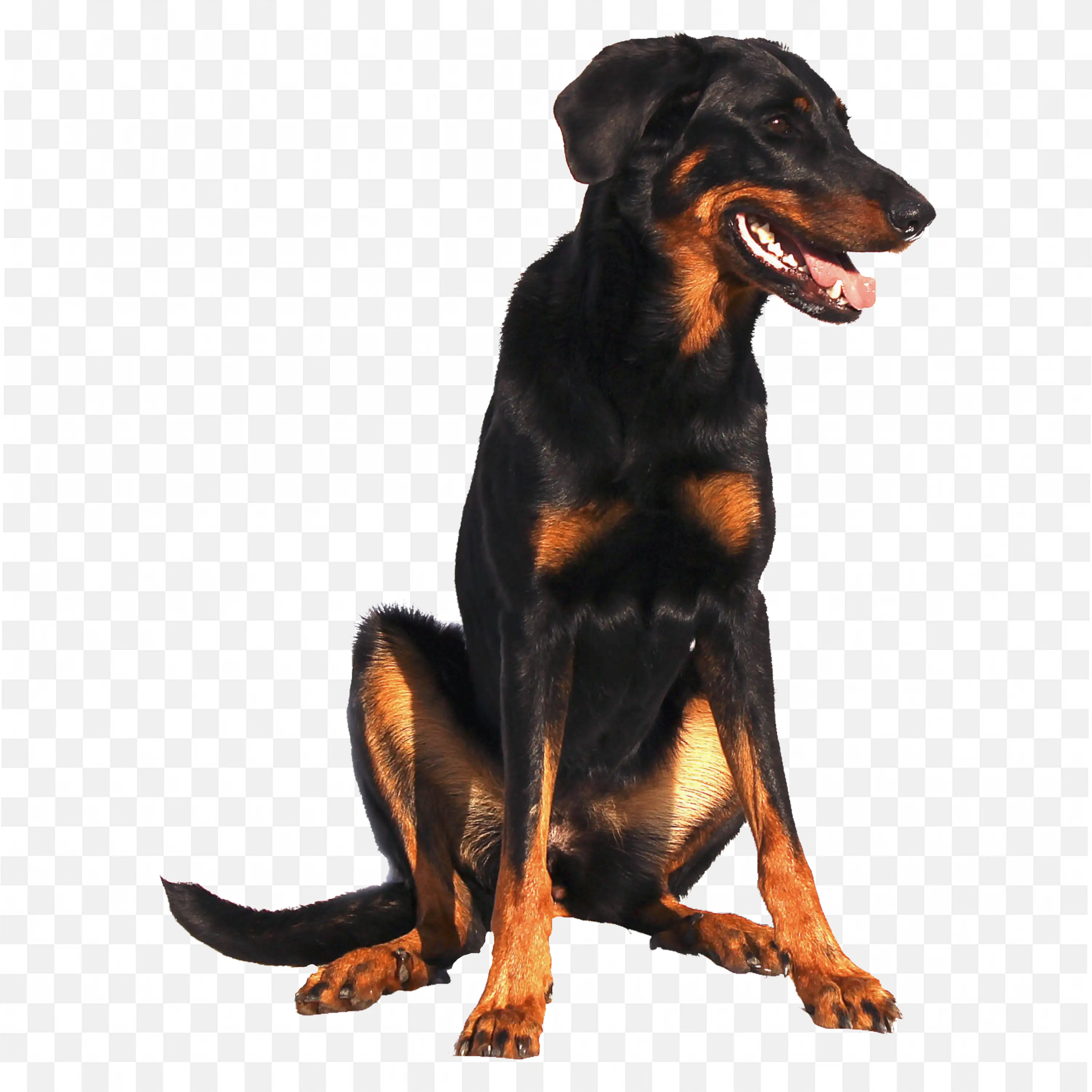 Doberman Sitting Alert Guard Dog PNG Transparent