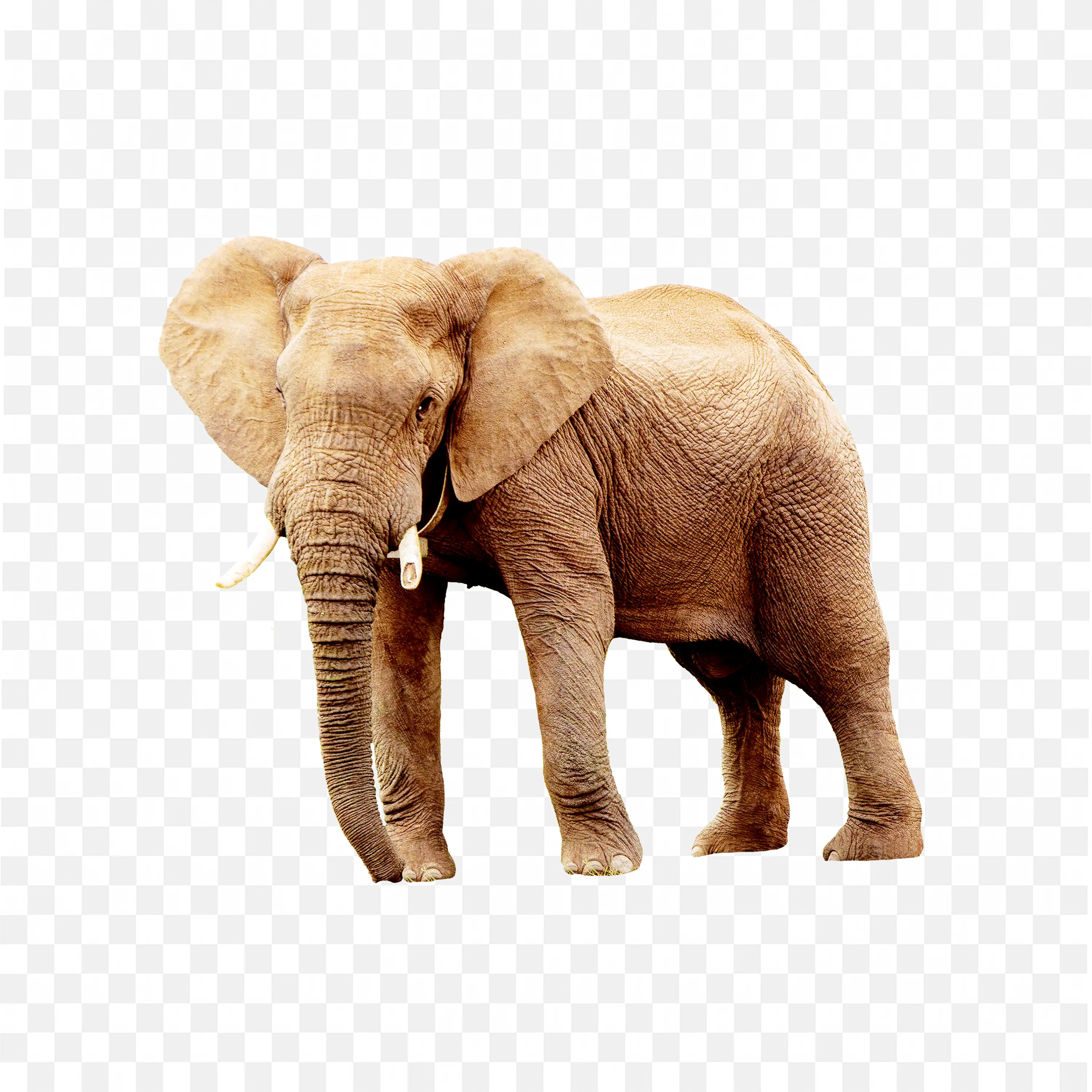 Elephant PNG Nature Transparent Image on White Background