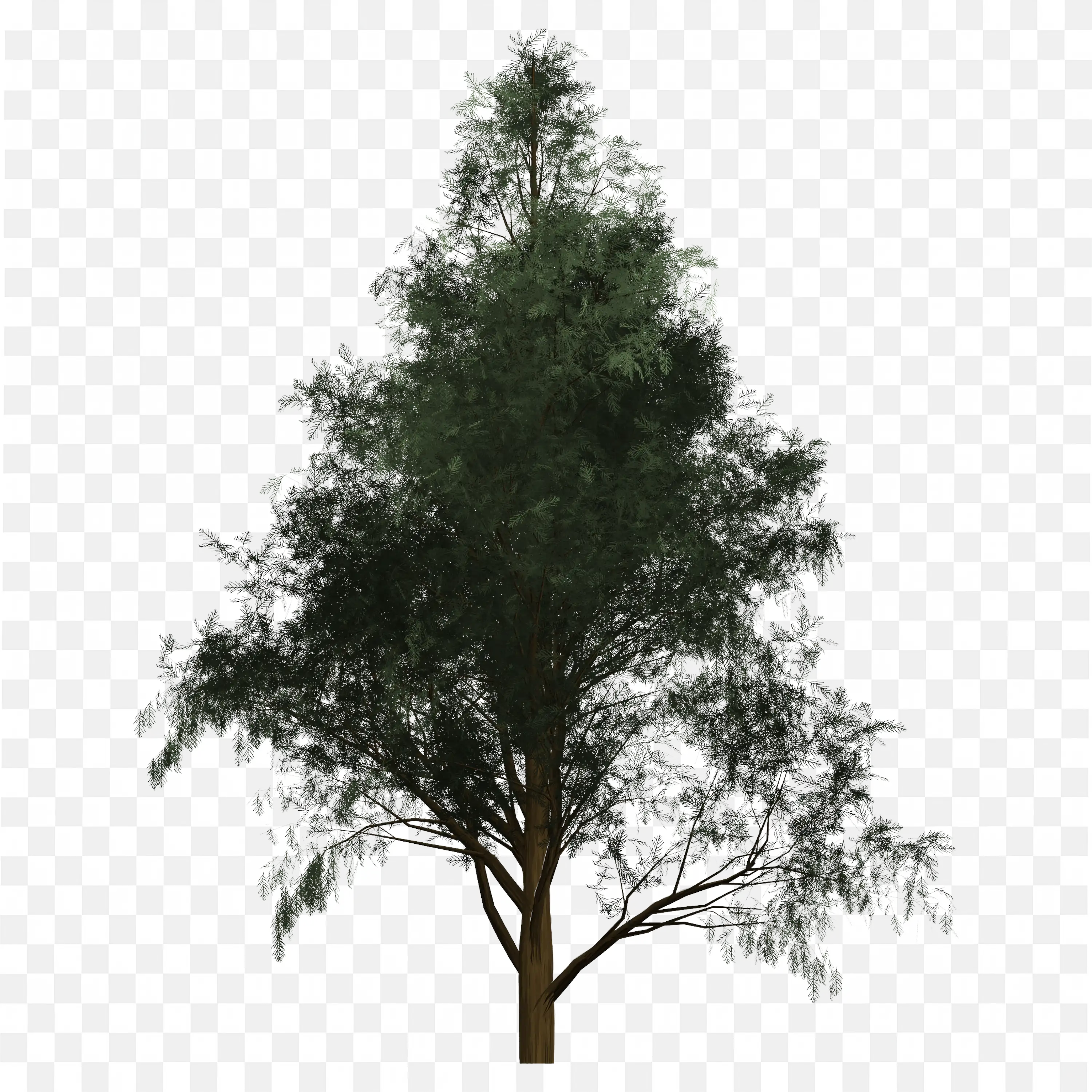 Evergreen Tree Pointed Top Pine Nature PNG Illustration