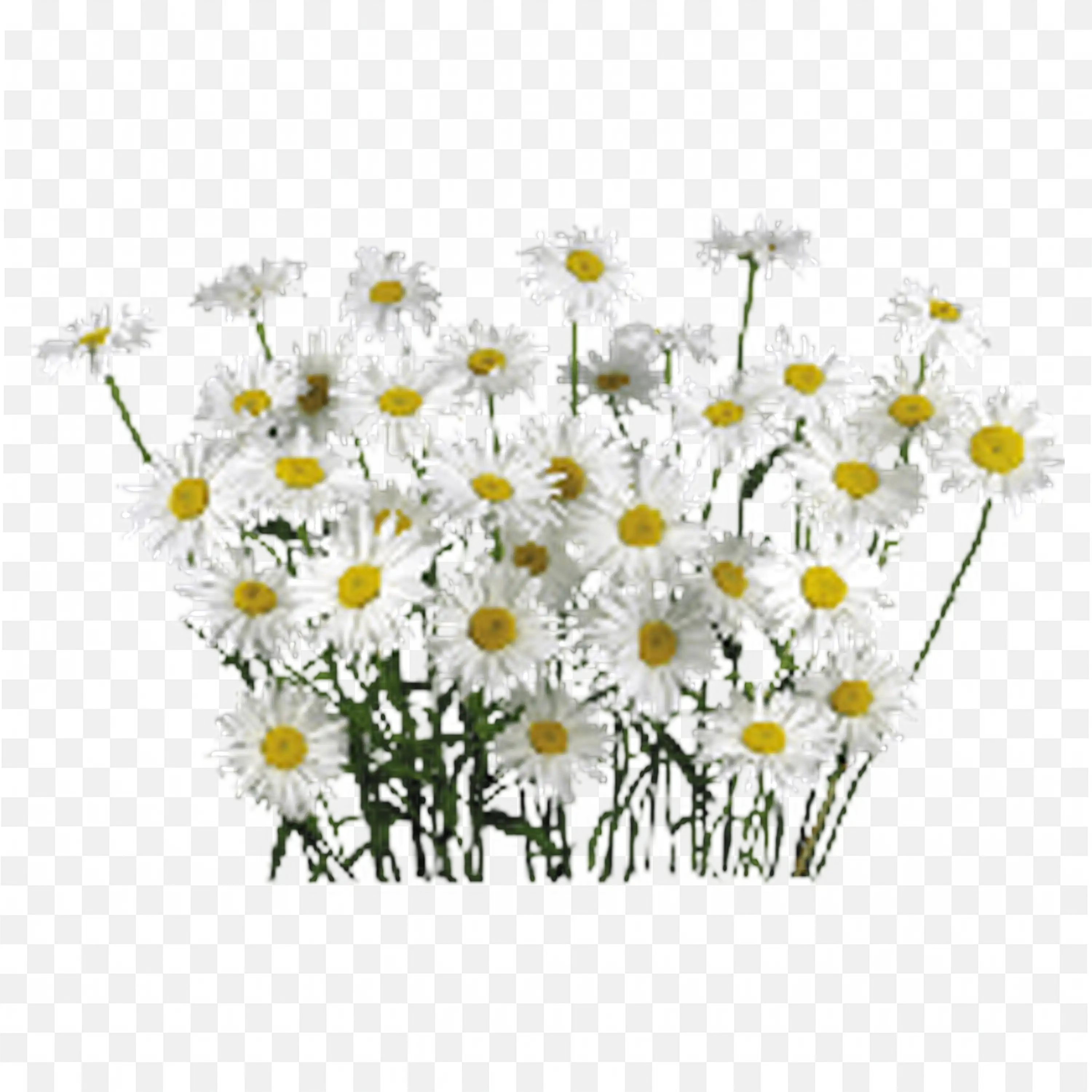 Field of Tiny White Daisies with Yellow Centers Artwork