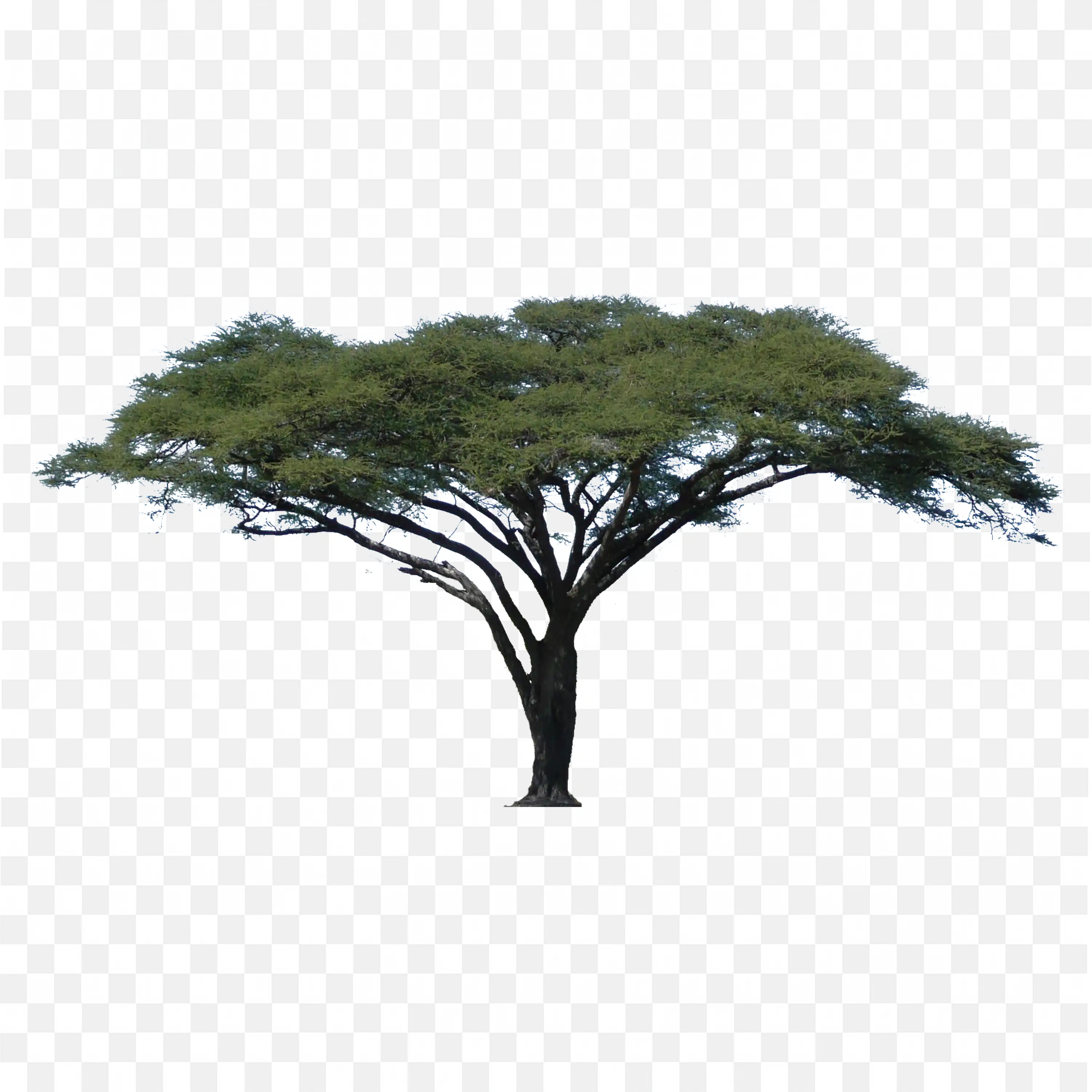 Flat Tree PNG Nature Clip Art Isolated Wide Green Canopy
