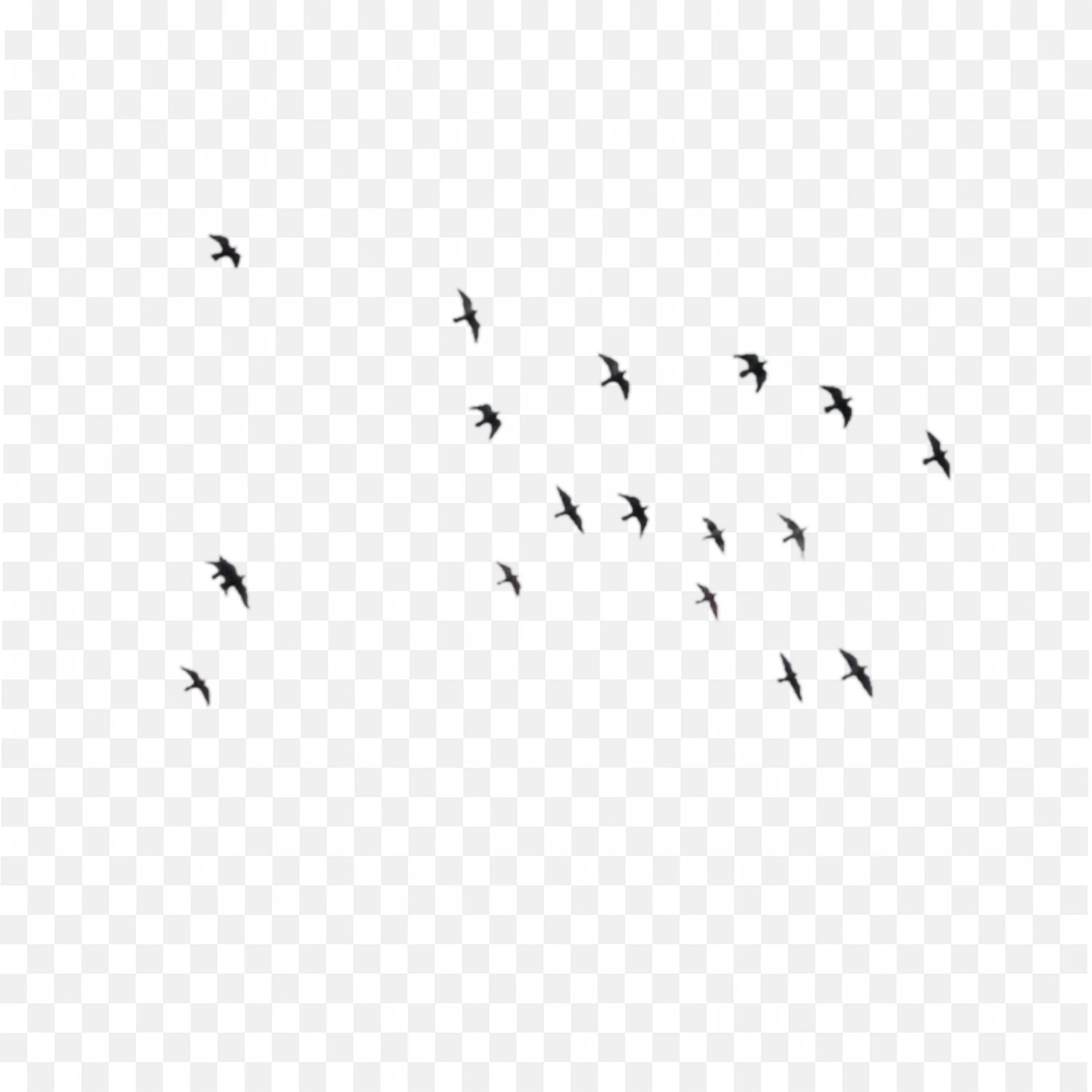 Flock of Birds Flying PNG Silhouette Nature Wildlife Art