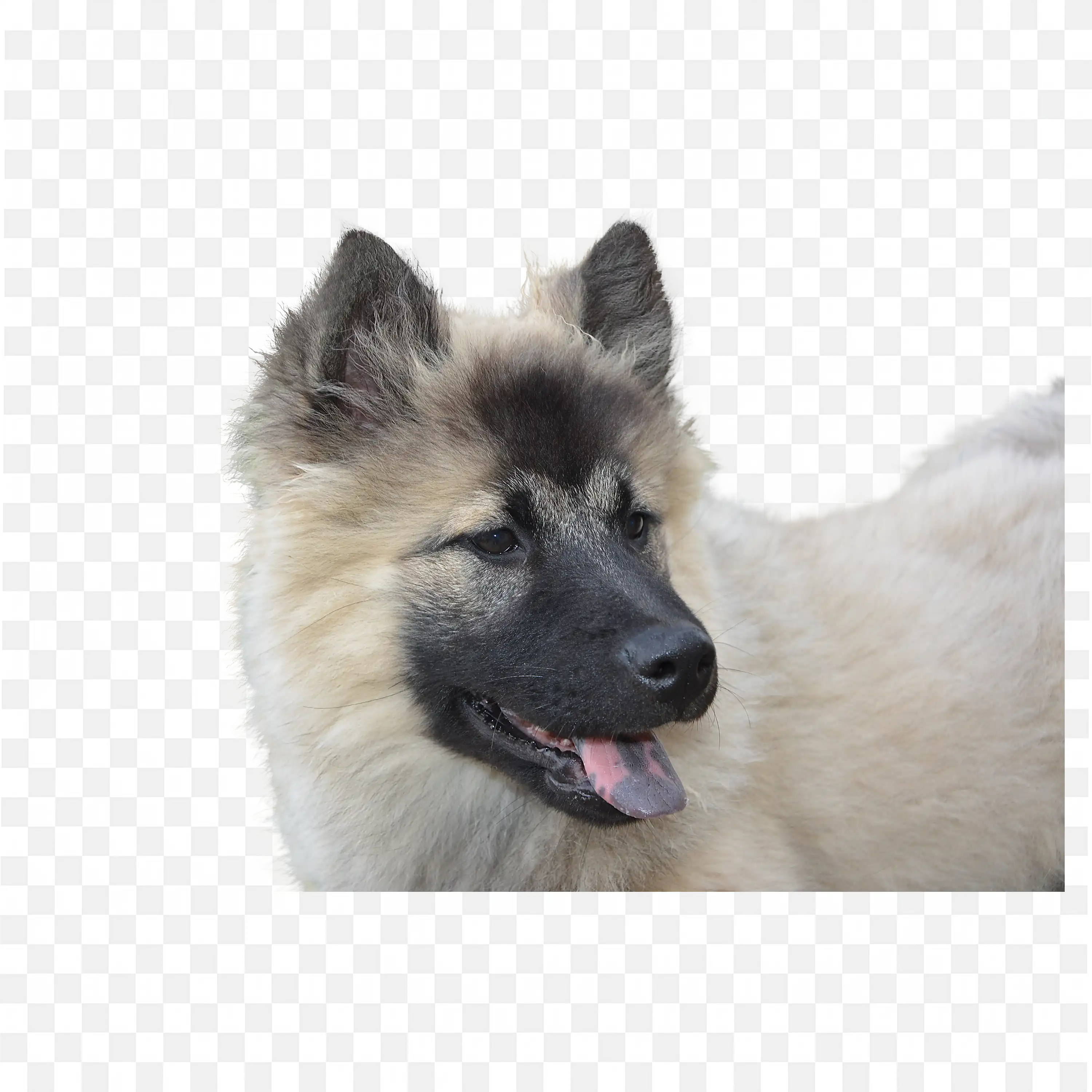 Fluffy Dog Tongue Out Playful Pet Transparent PNG Art