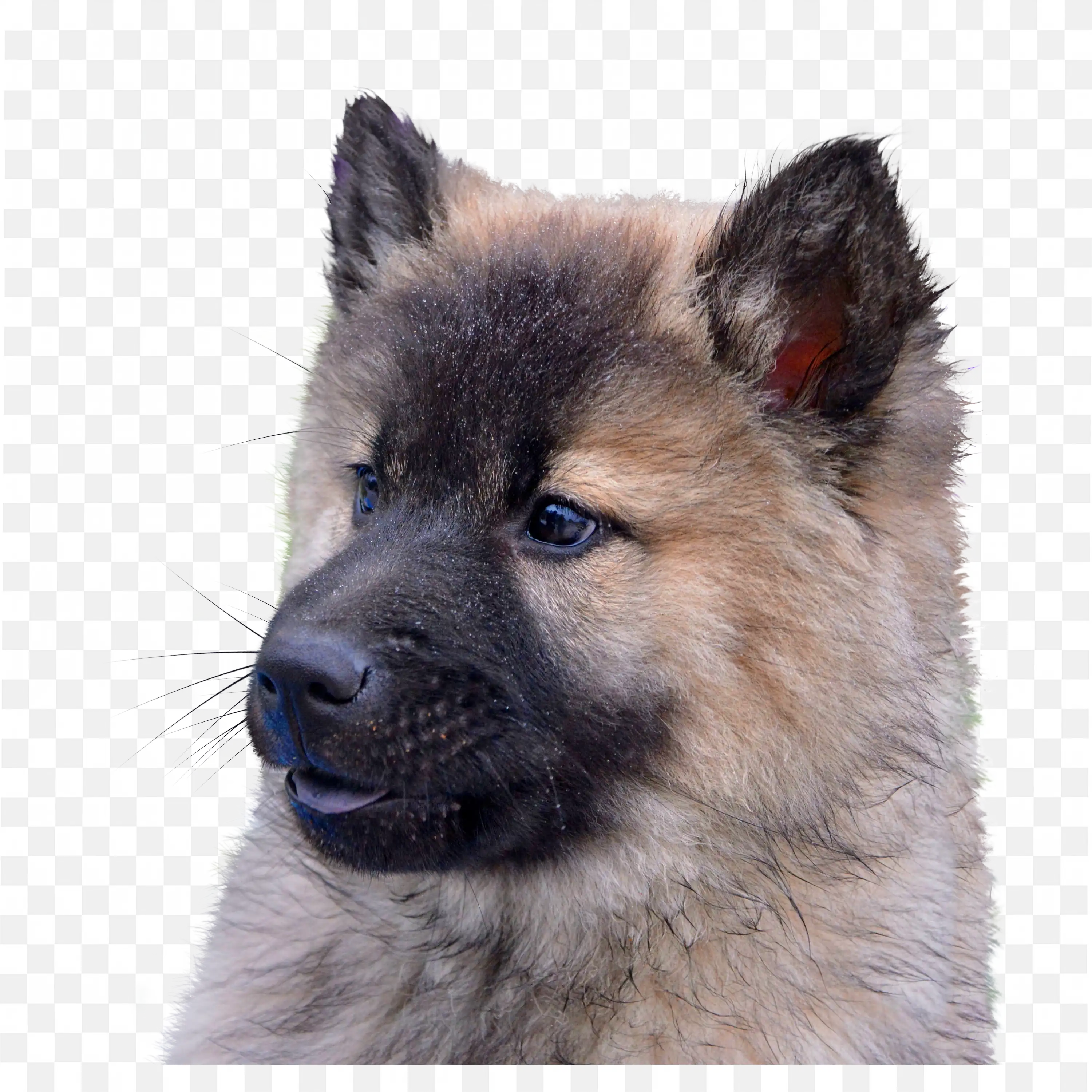 Fluffy Puppy Face Closeup Cute Dog Transparent PNG Art