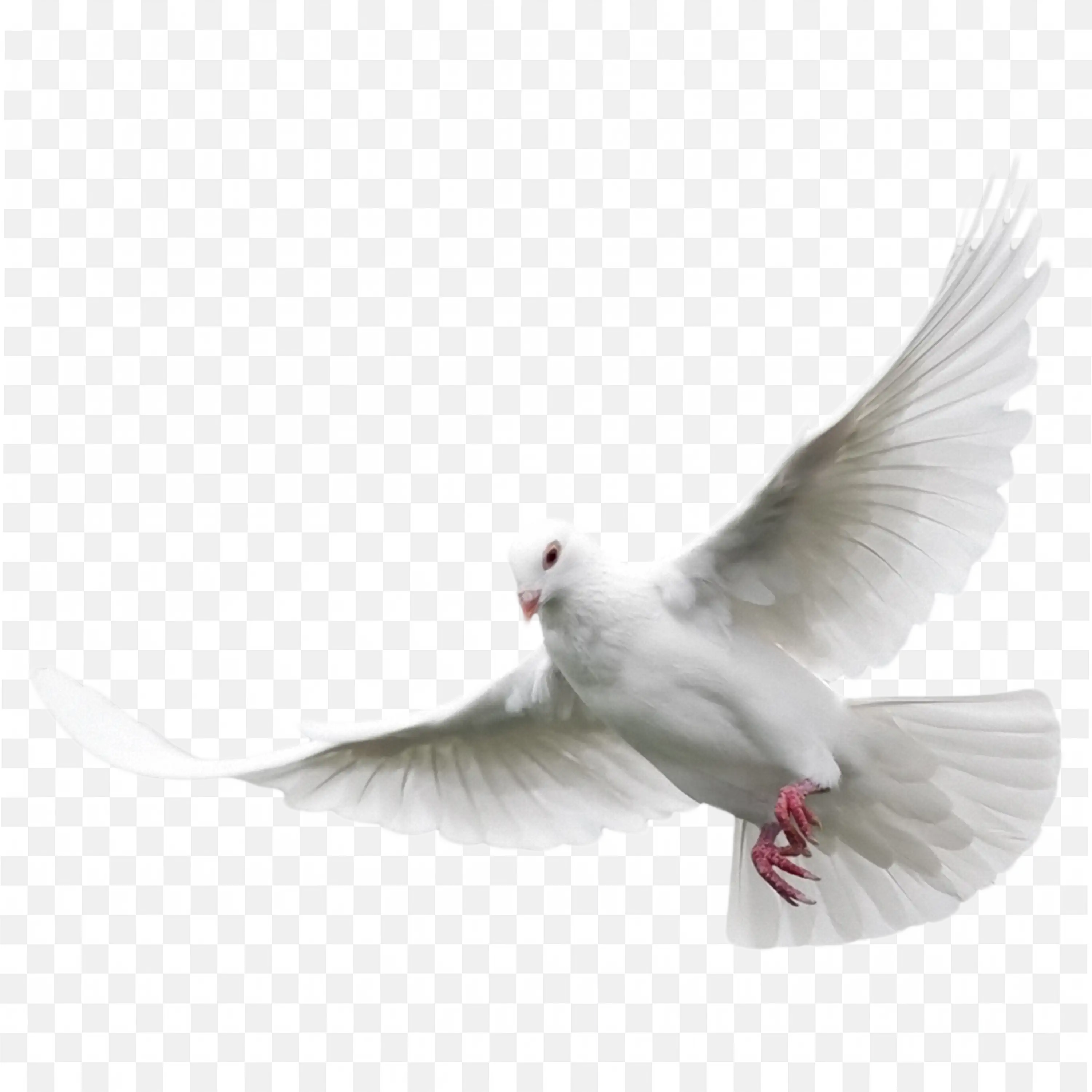 Flying Pigeon Dove of Peace Elegant Bird Illustration PNG