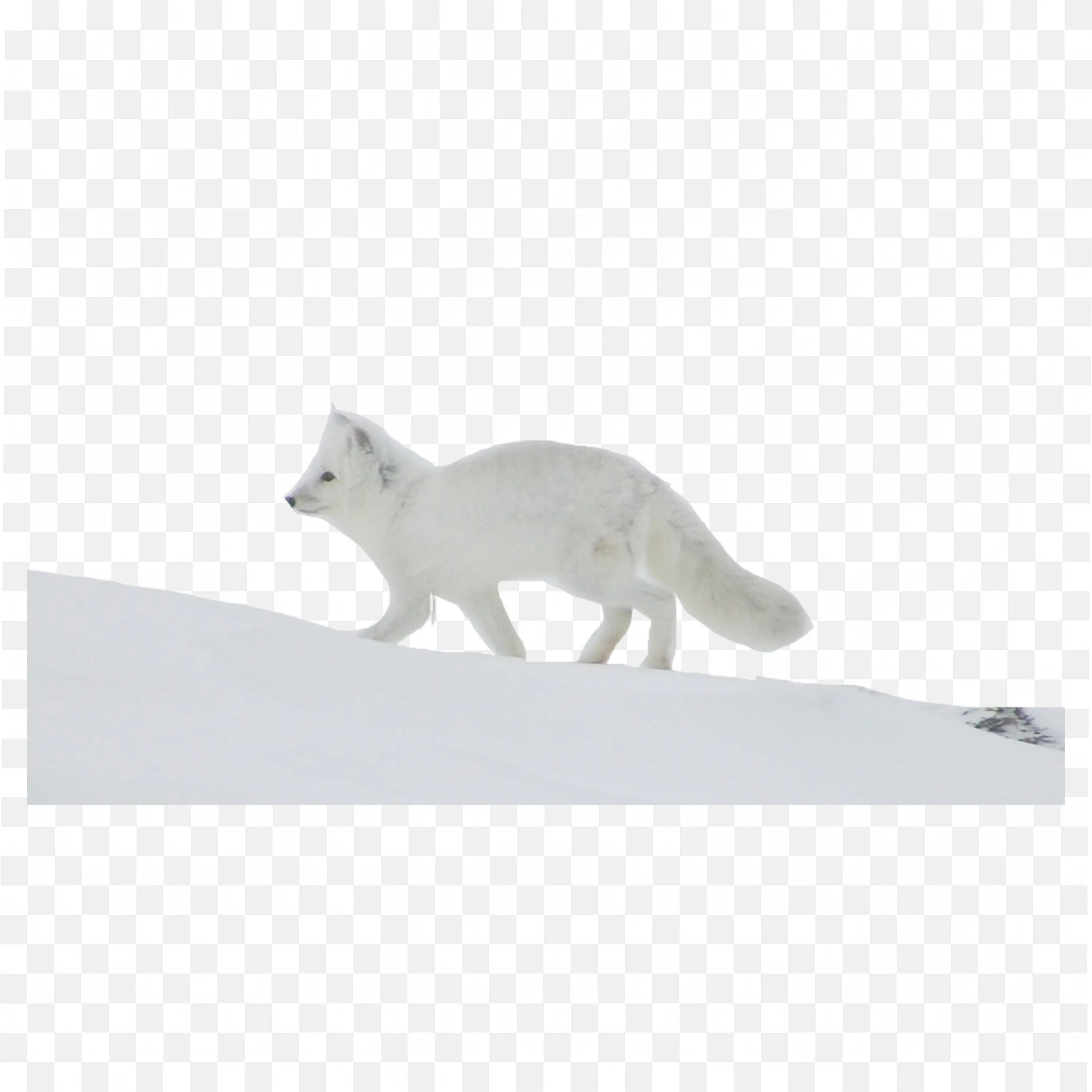 Fox Walking in Snow Winter Wildlife Illustration PNG Download