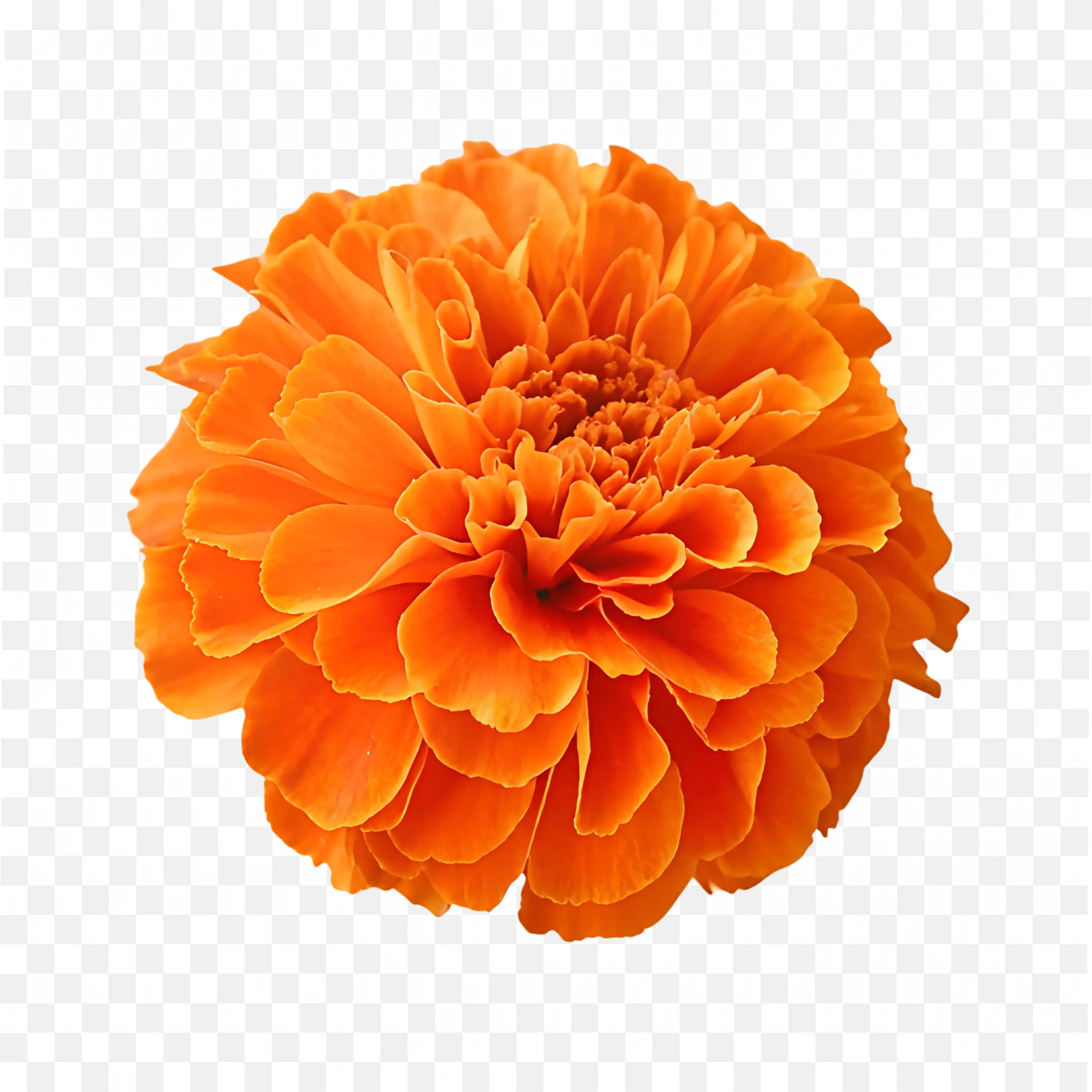 Fresh Orange Marigold Bloom PNG Image Download