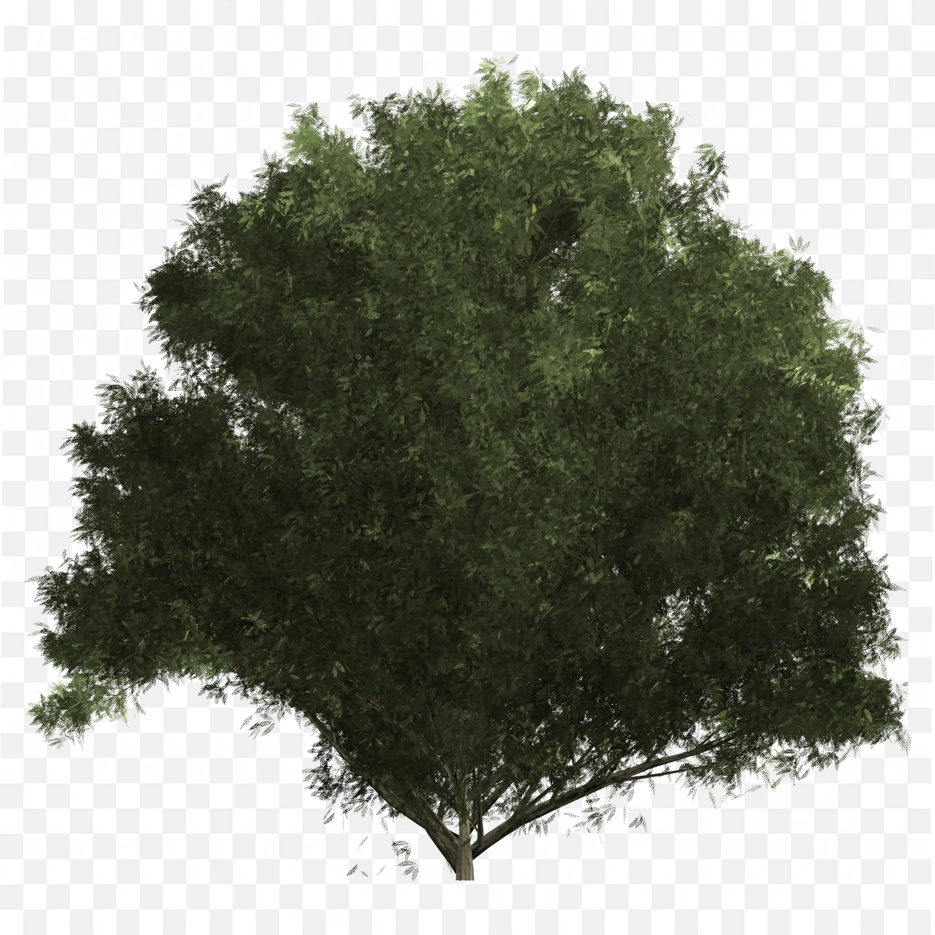 Full Green Shrub Rounded Dense Foliage PNG Clipart