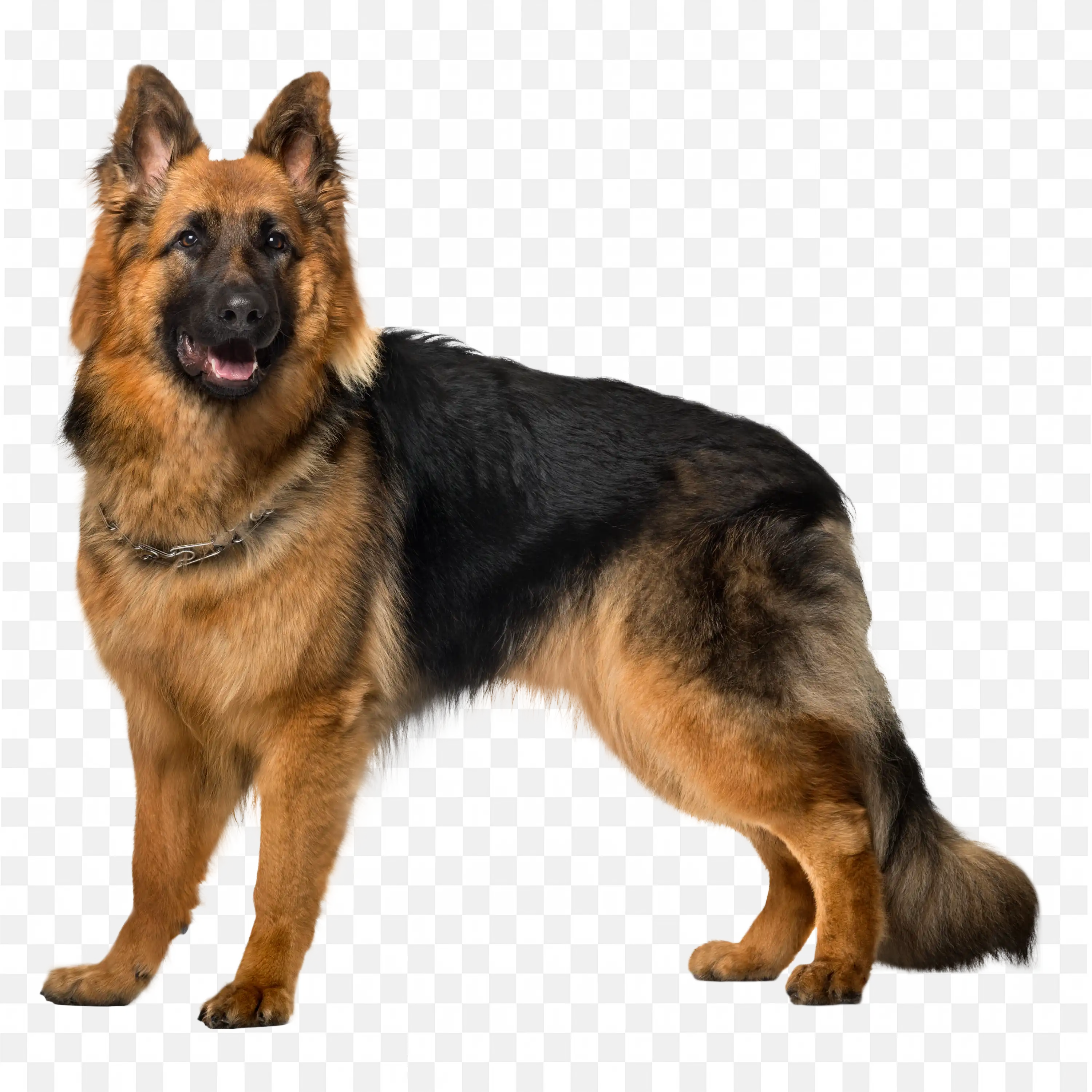 German Shepherd Dog PNG Realistic Alert Standing Pose