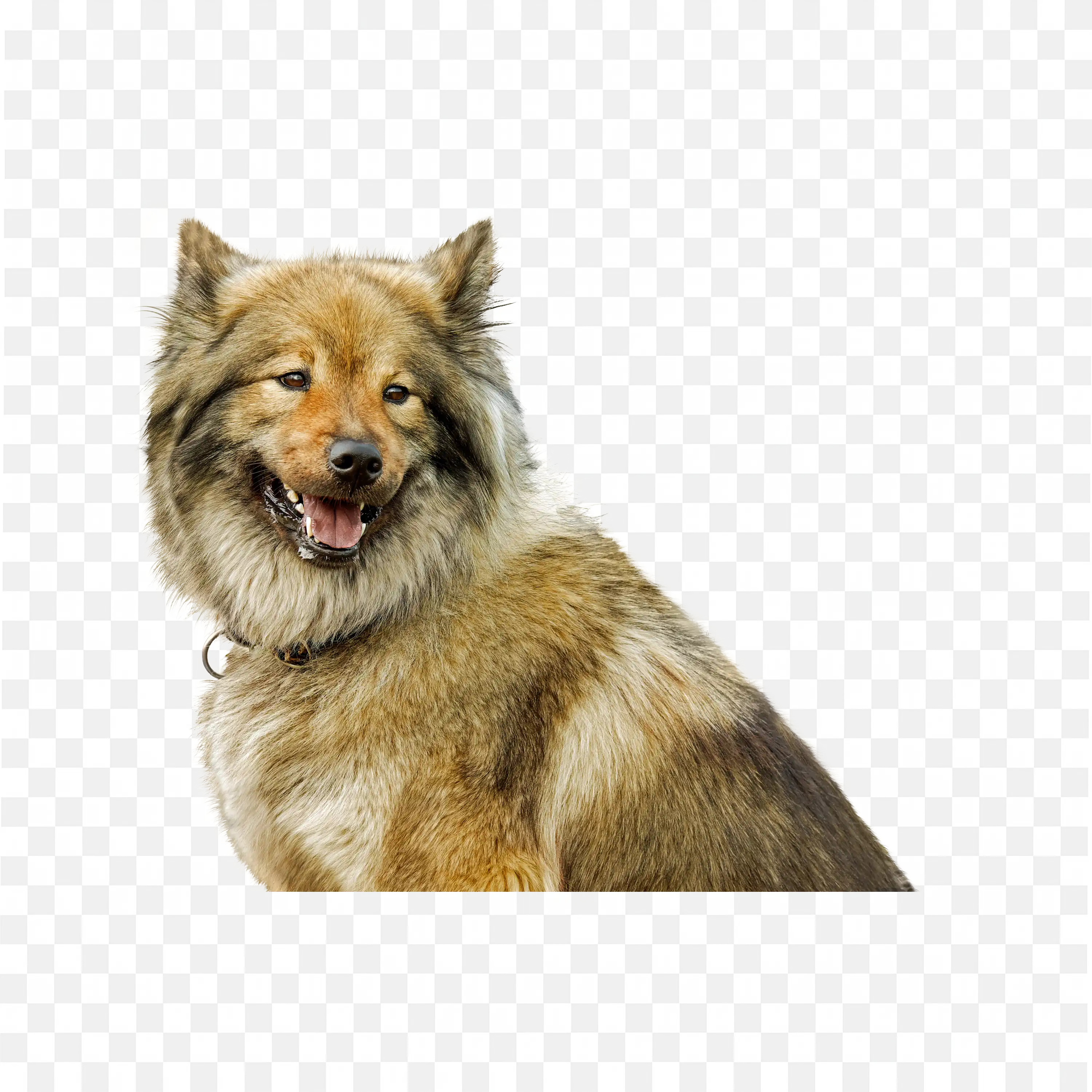 German Shepherd Dog Sitting and Looking Forward PNG