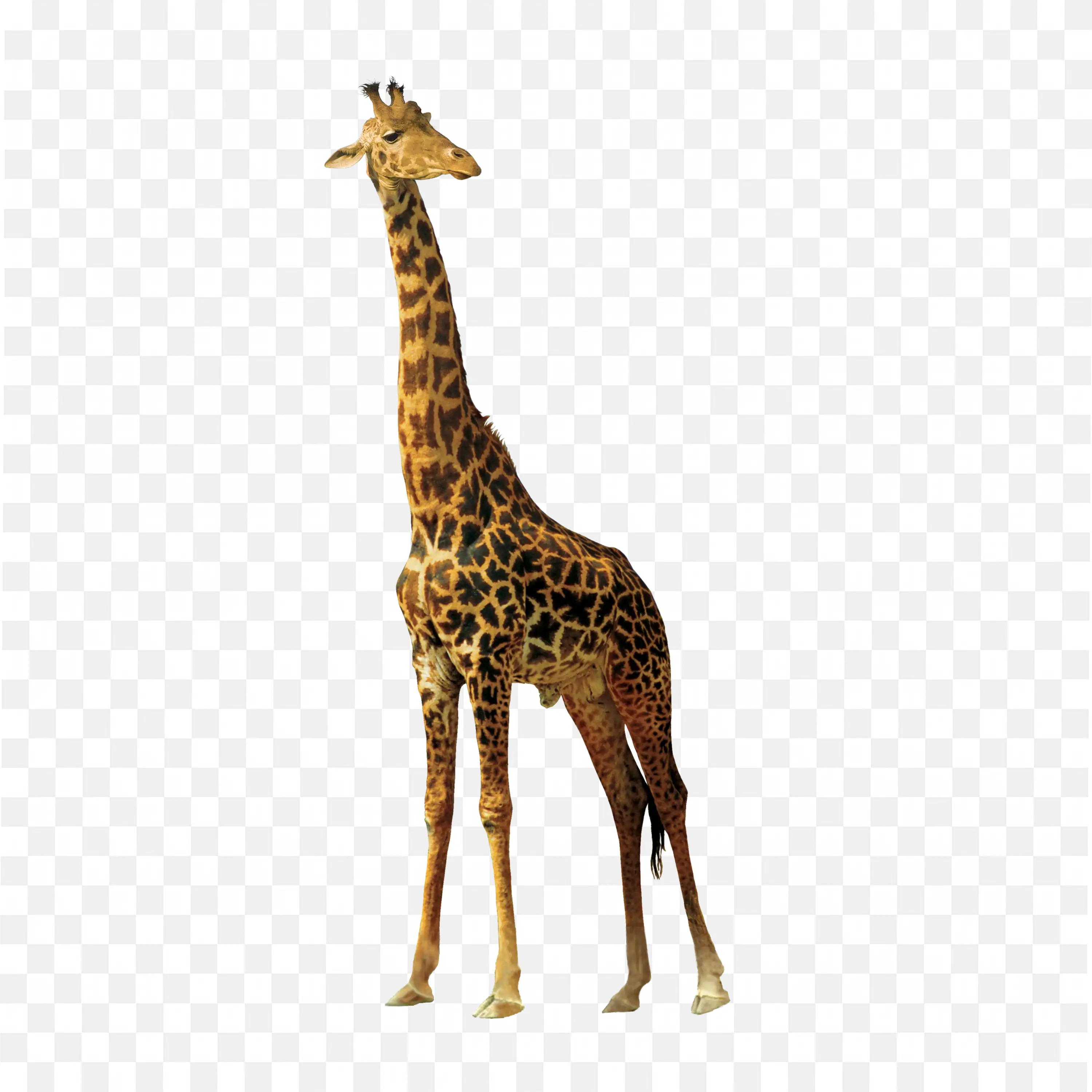 Giraffe Standing Still Long Neck Wild Animal PNG Clip