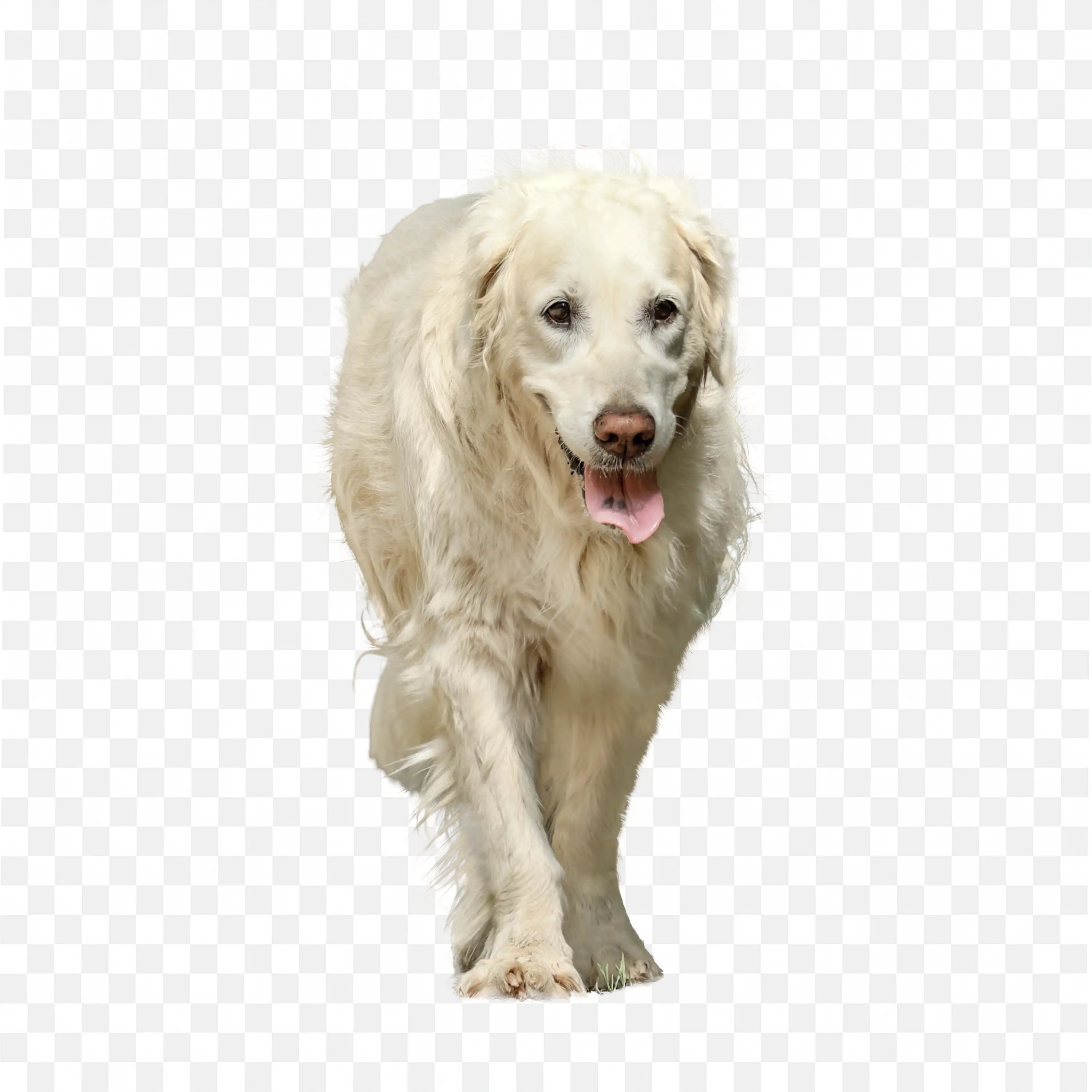 Golden Dog Standing Calm Pose Friendly Pet PNG Clip