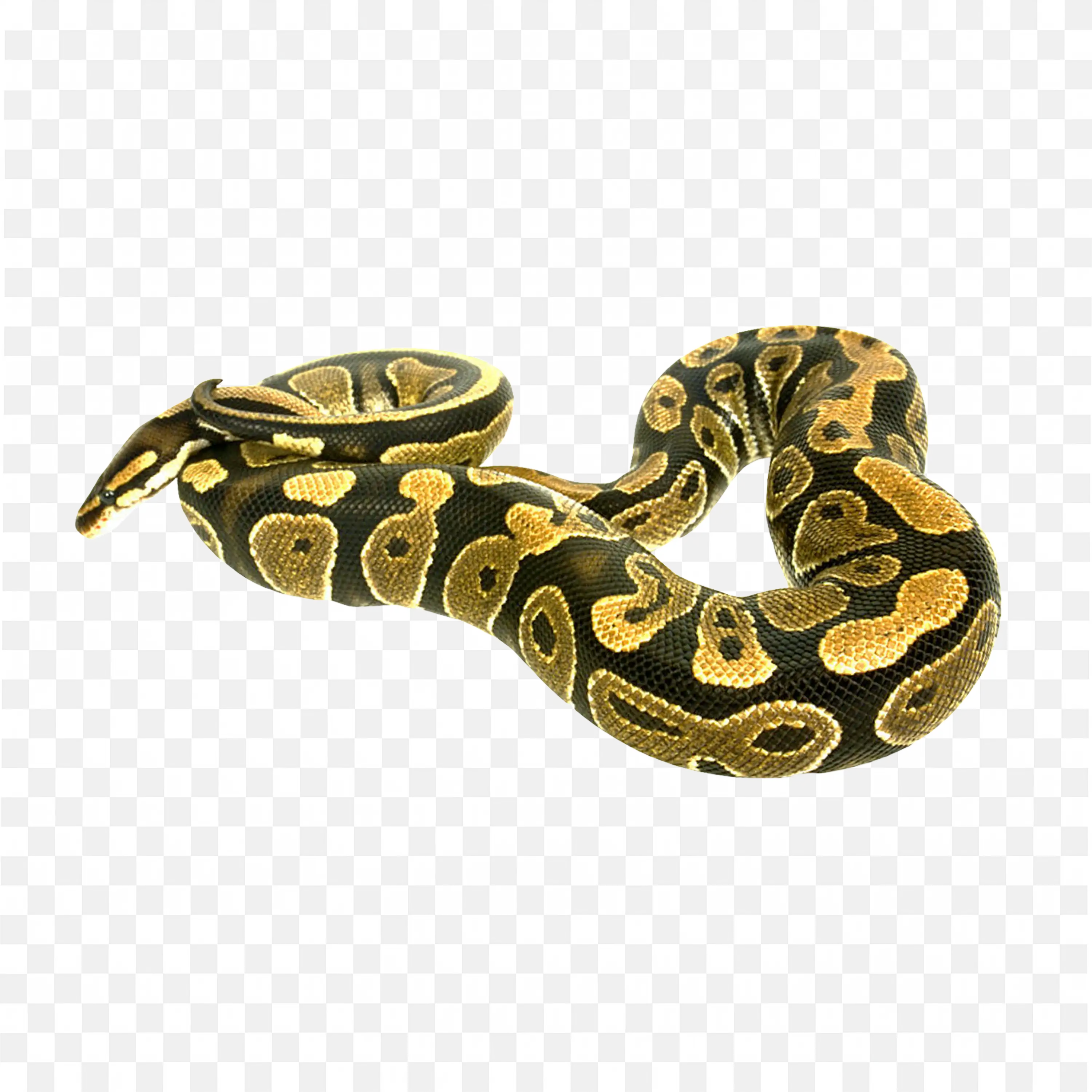 Golden Jungle Snake Clip Art Nature Animal Reptile Art