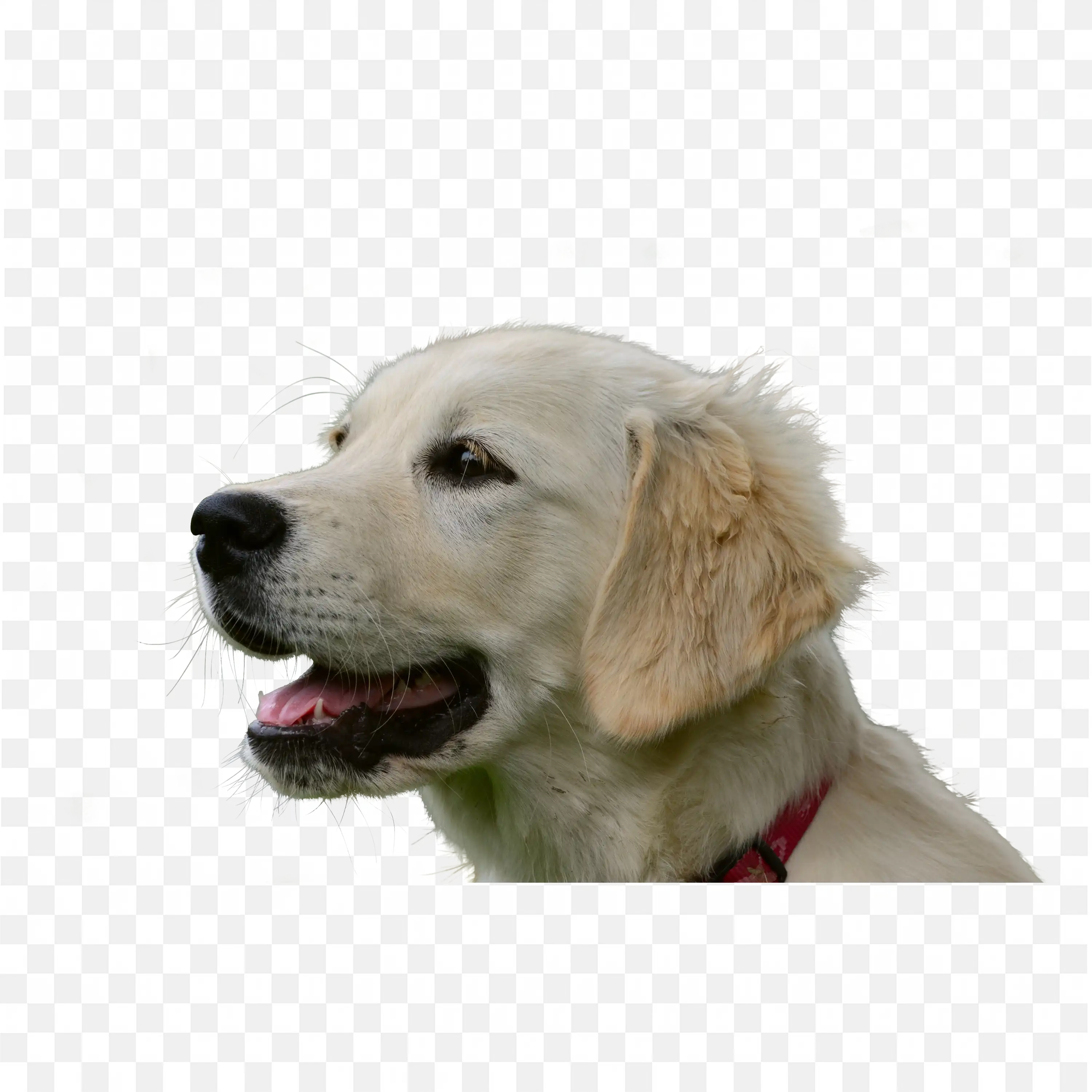 Golden Retriever Dog Head Looking Right Transparent PNG