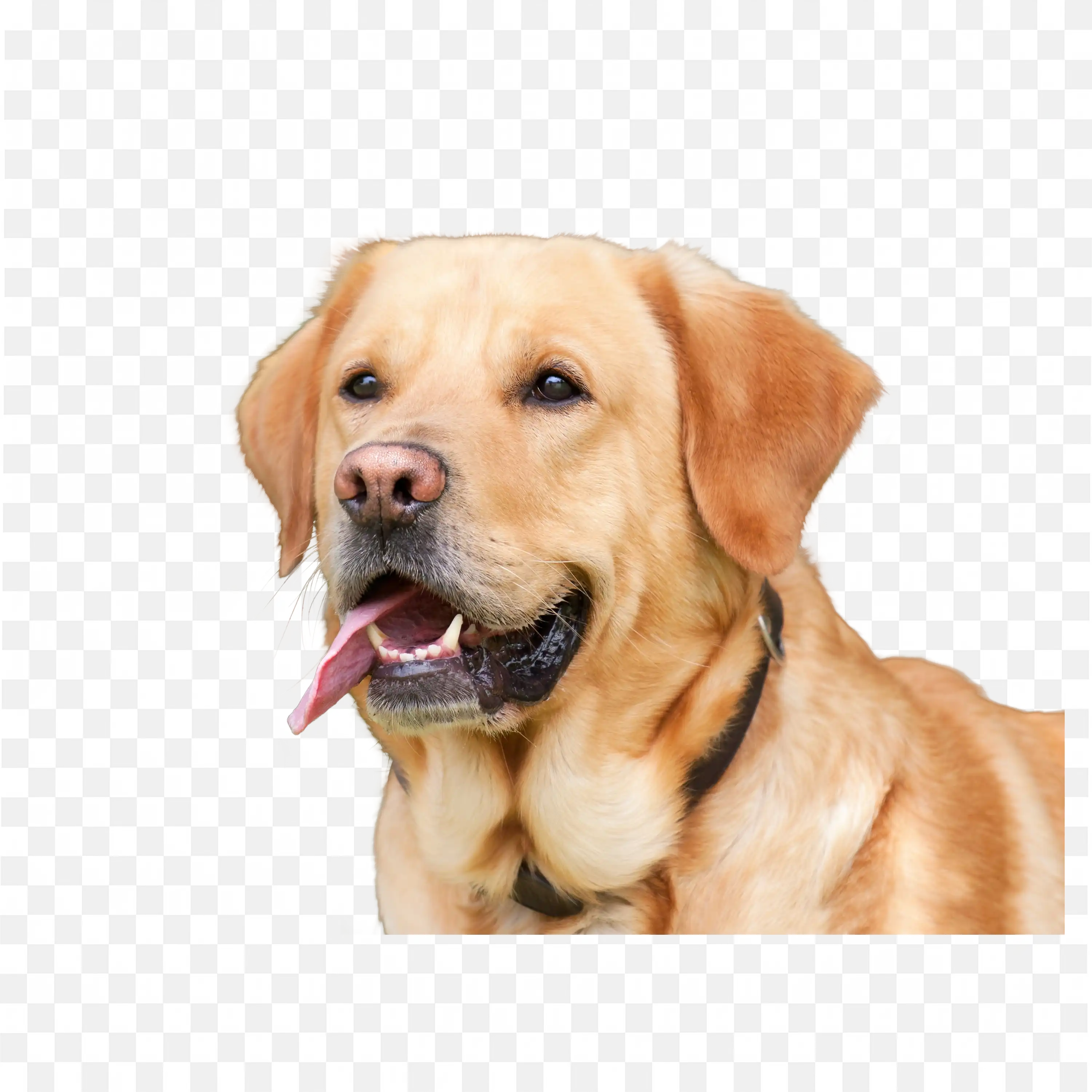Golden Retriever Dog Looking Back Cute Pet PNG Art