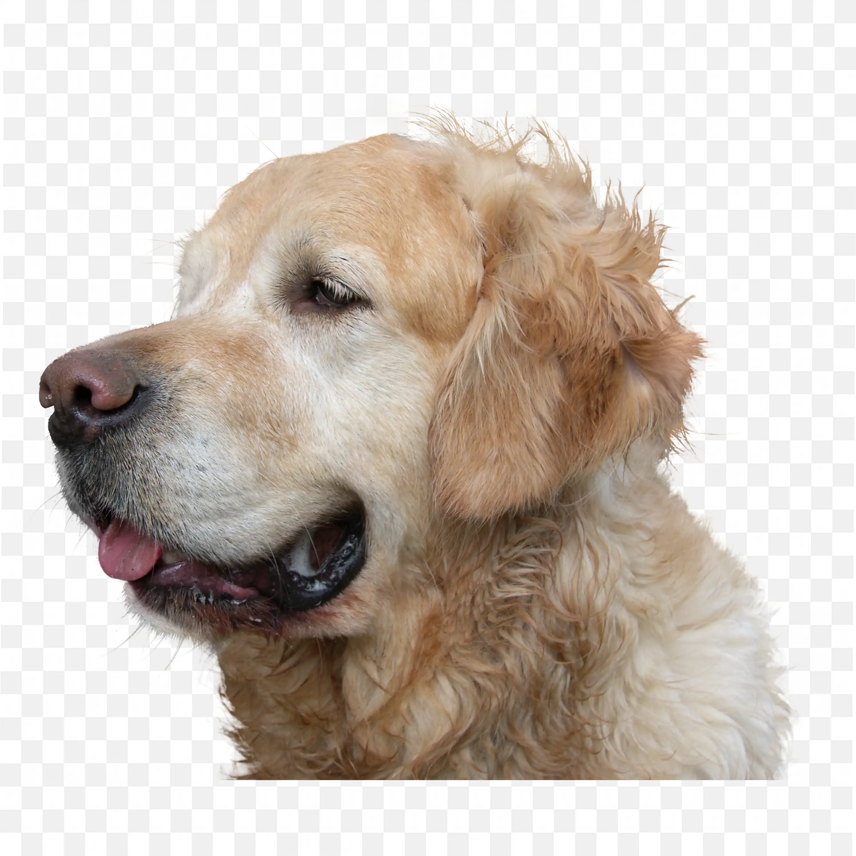Golden Retriever Dog Side View Friendly Pet PNG Art